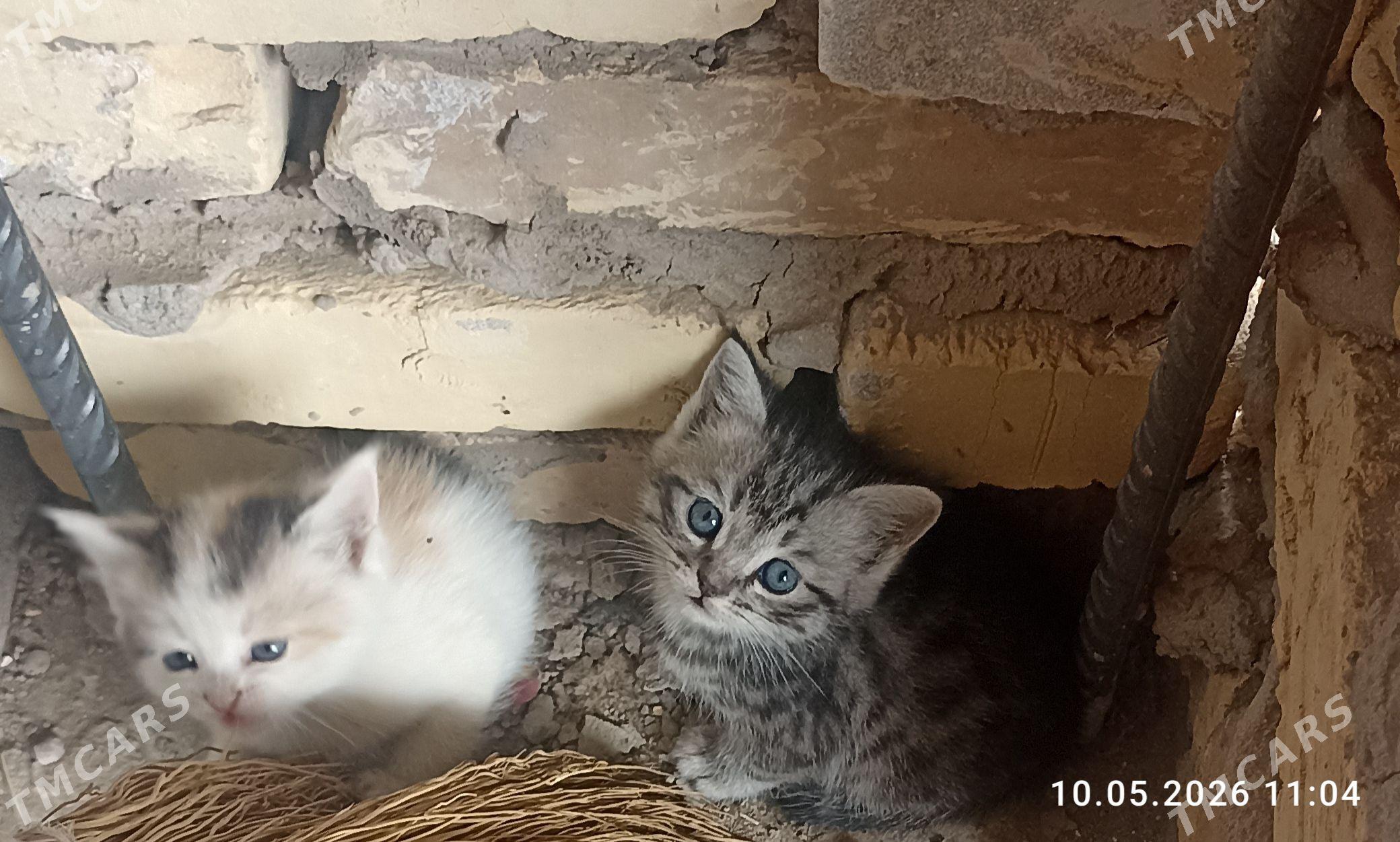 Котята - Туркменабат - img 1