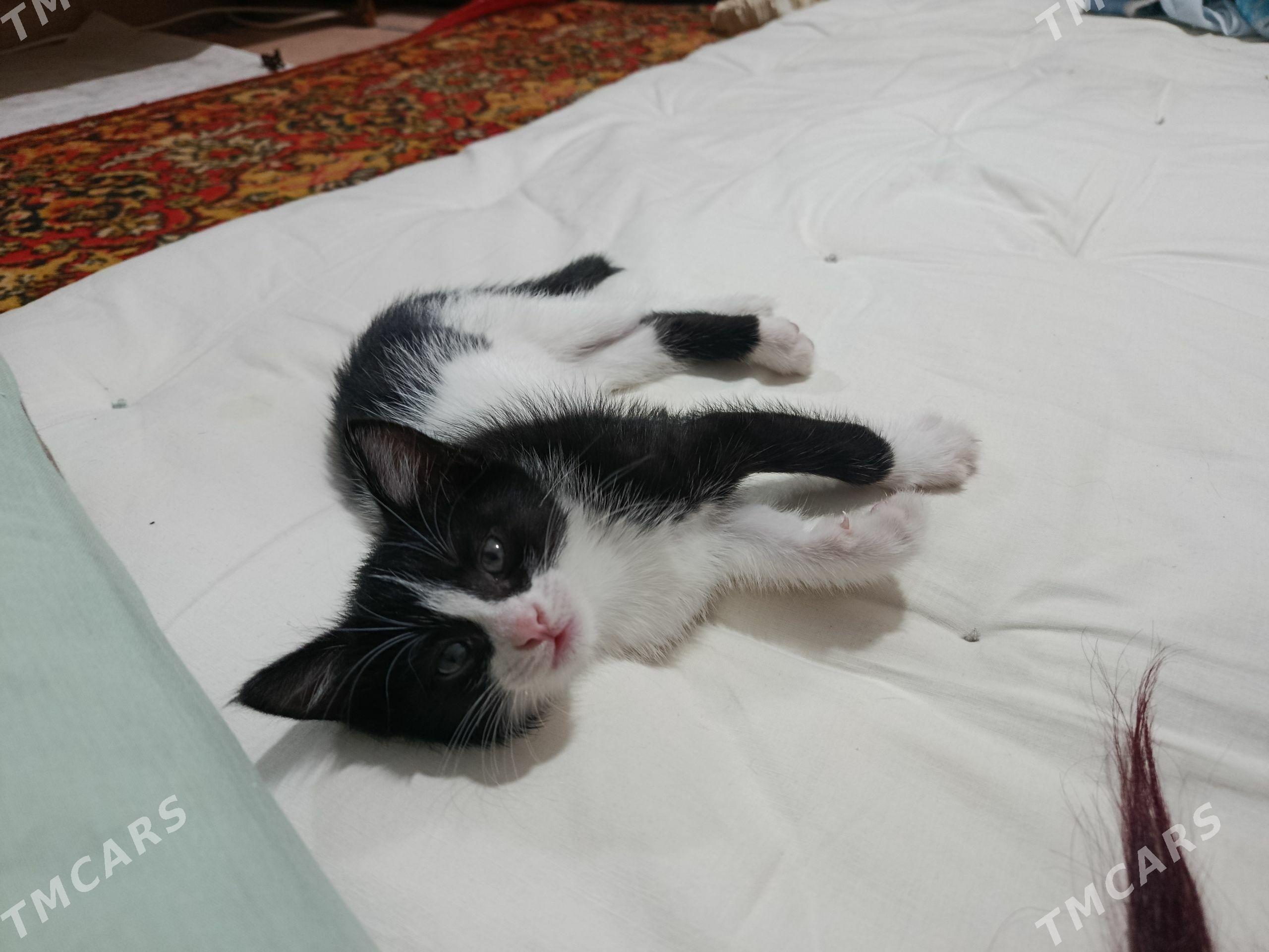 котенок в добрые руки - Туркменабат - img 1
