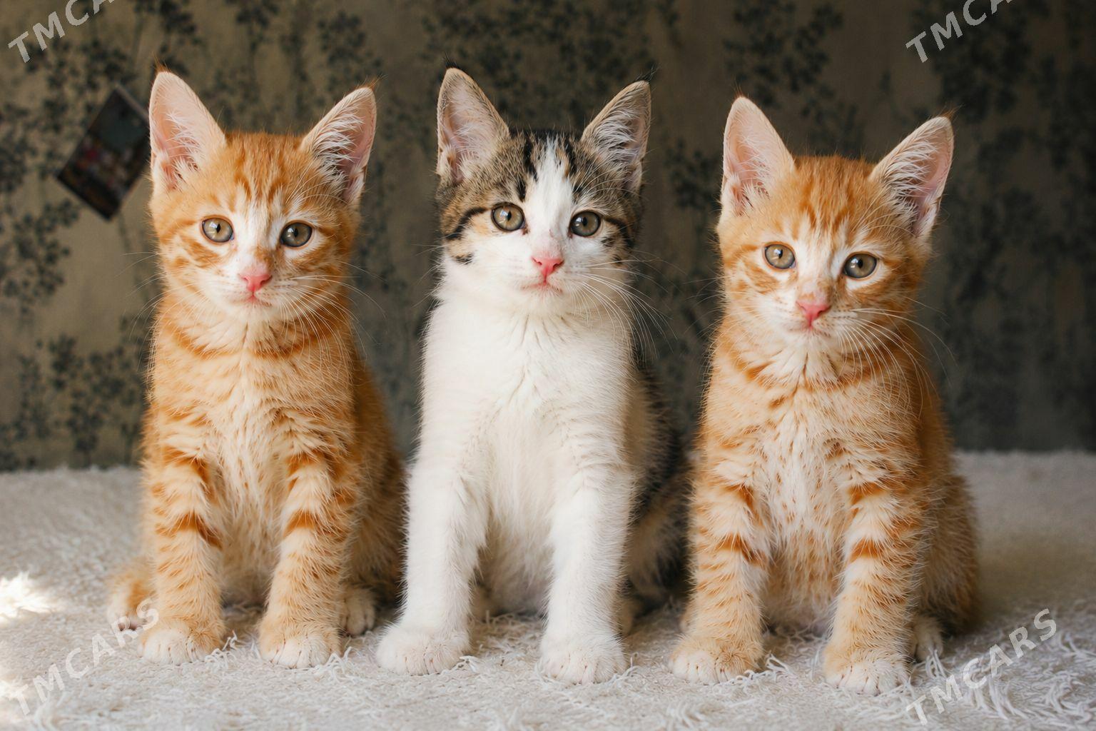 котята - Türkmenabat - img 1
