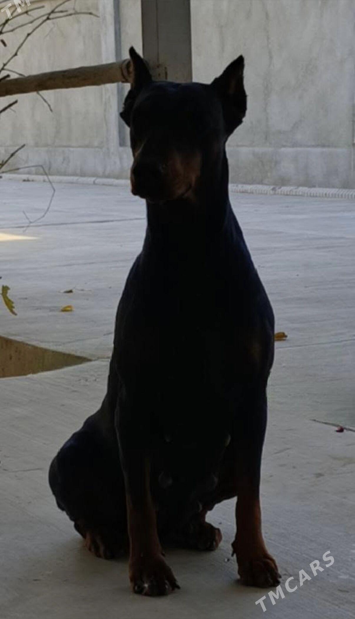 щенка добермане çaga doberma - Дашогуз - img 1