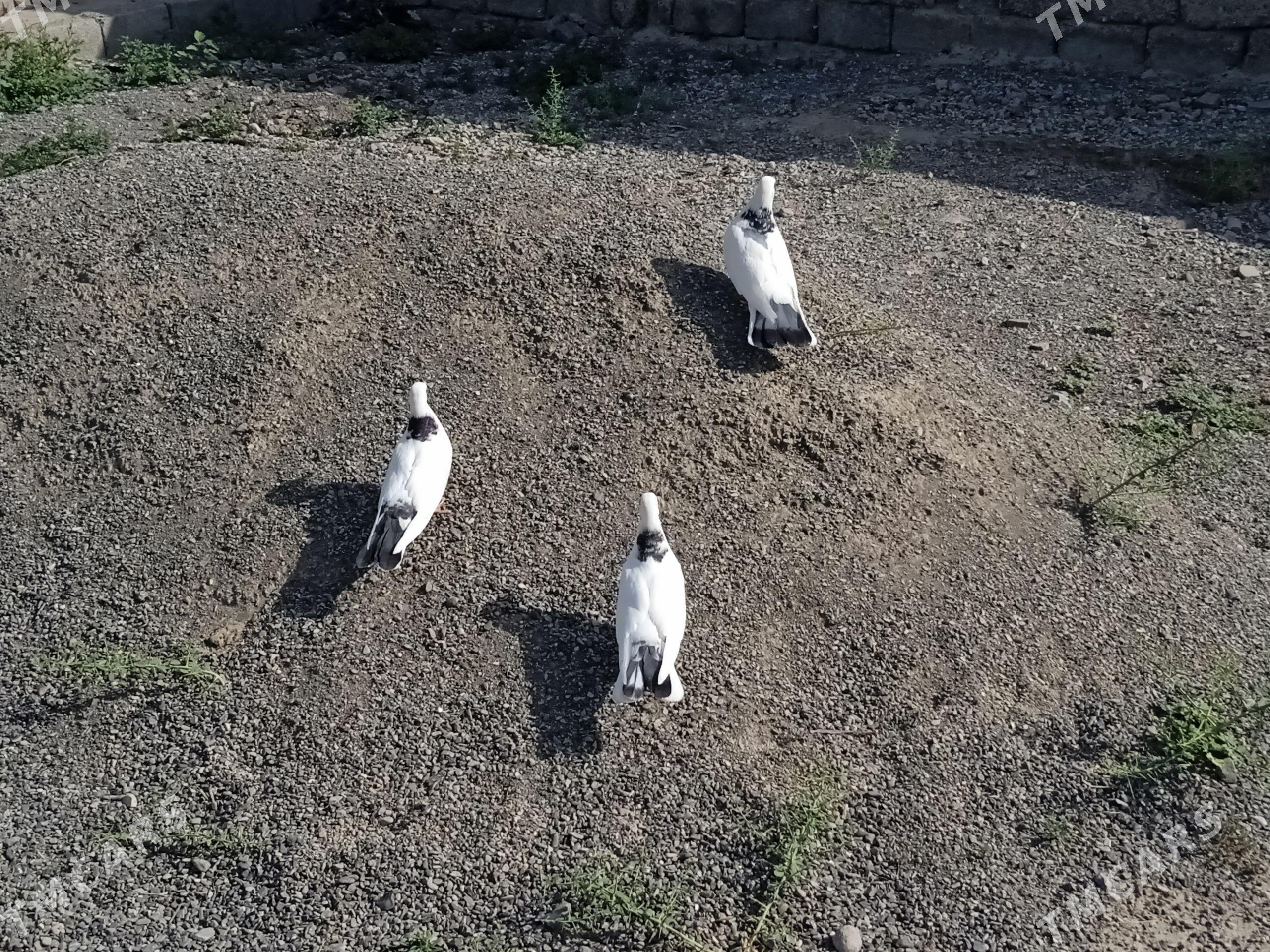 kepderi голуби - Ашхабад - img 1
