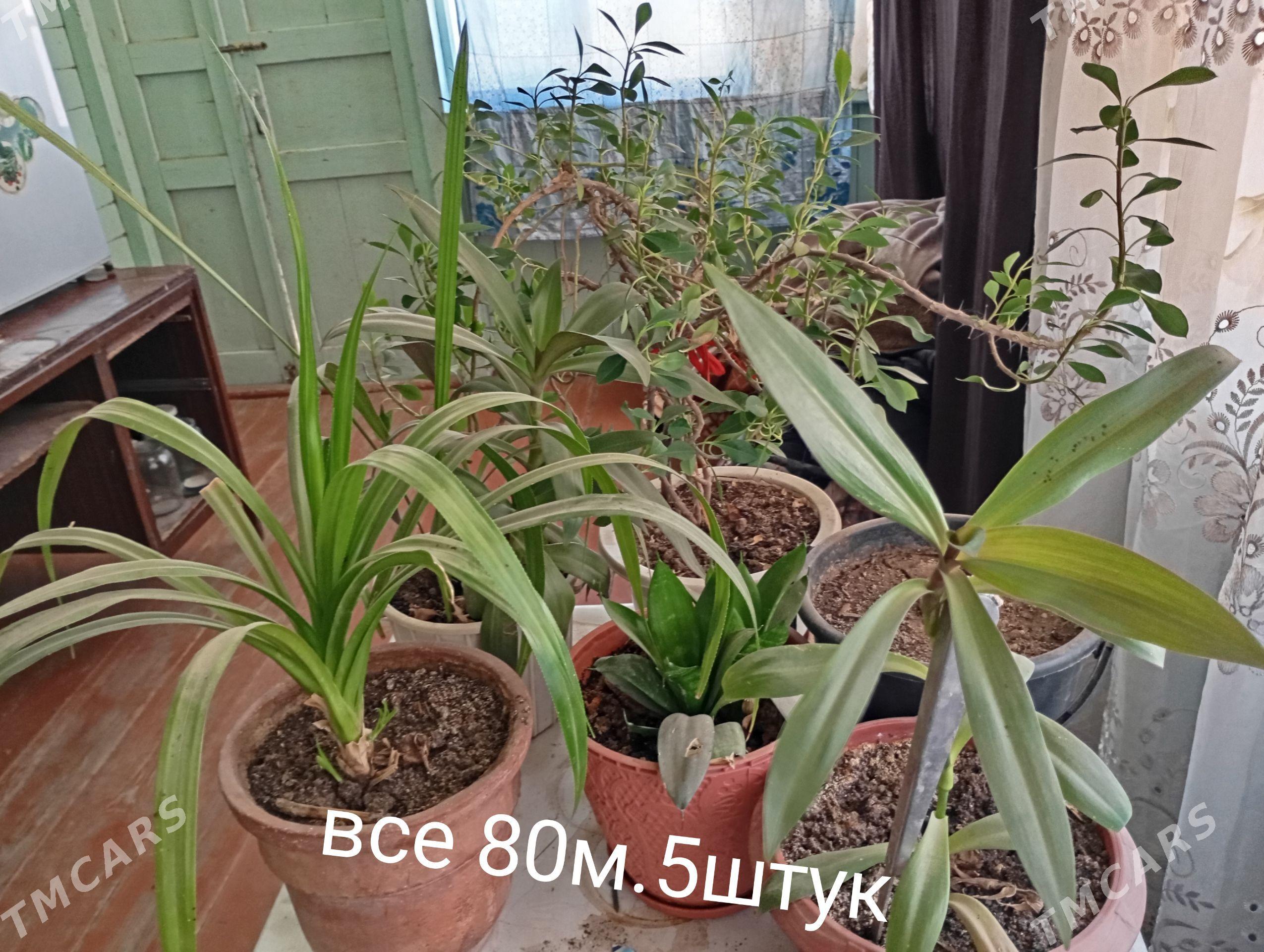 гуллер - Türkmenabat - img 1