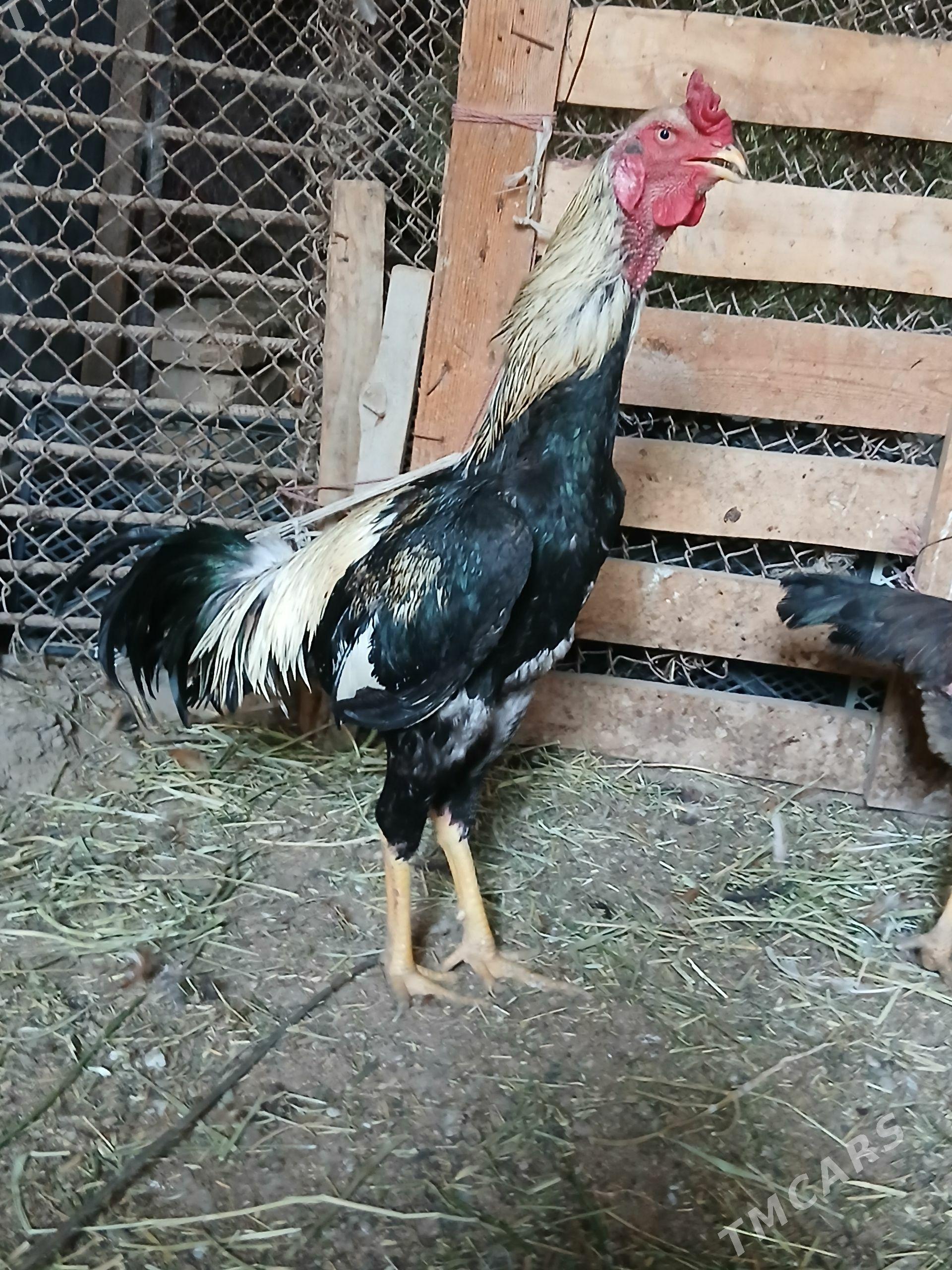 täşkent - Гёкдепе - img 1