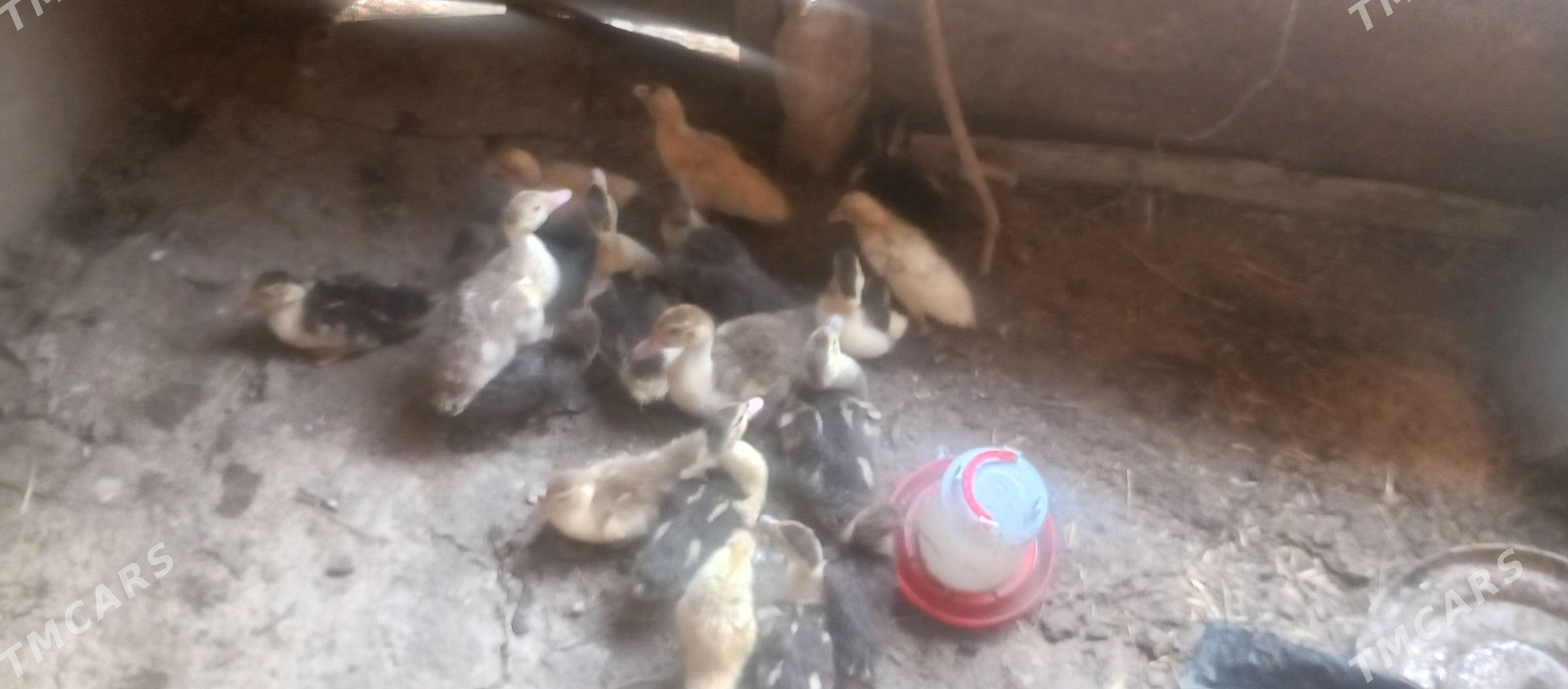 garagaz juyjesi - Kaka - img 1