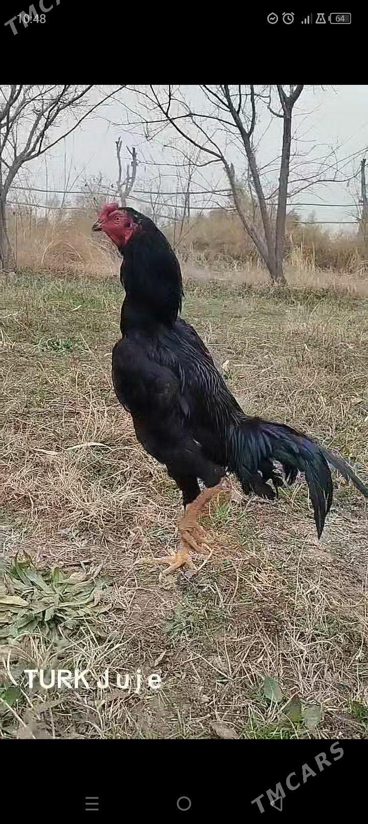 satılık beyes türk linya - Векильбазар - img 1