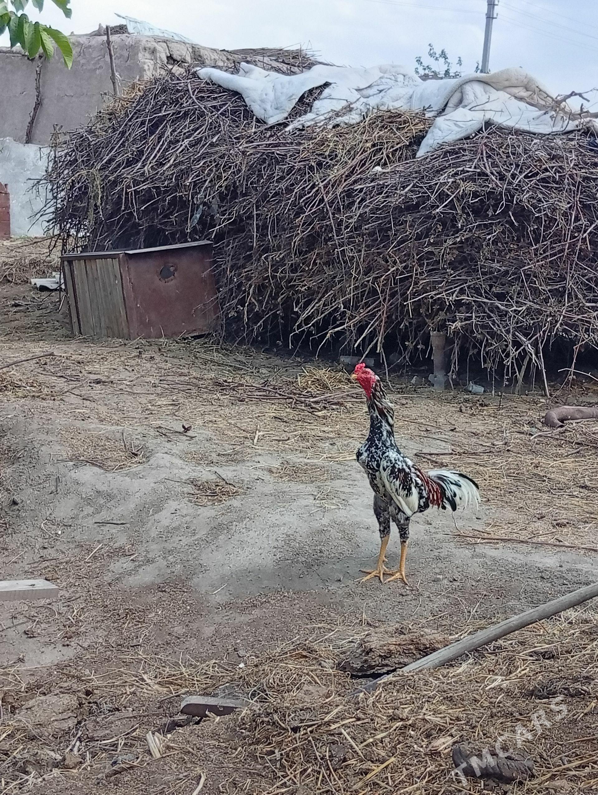 bayes horaz - Фарап - img 1
