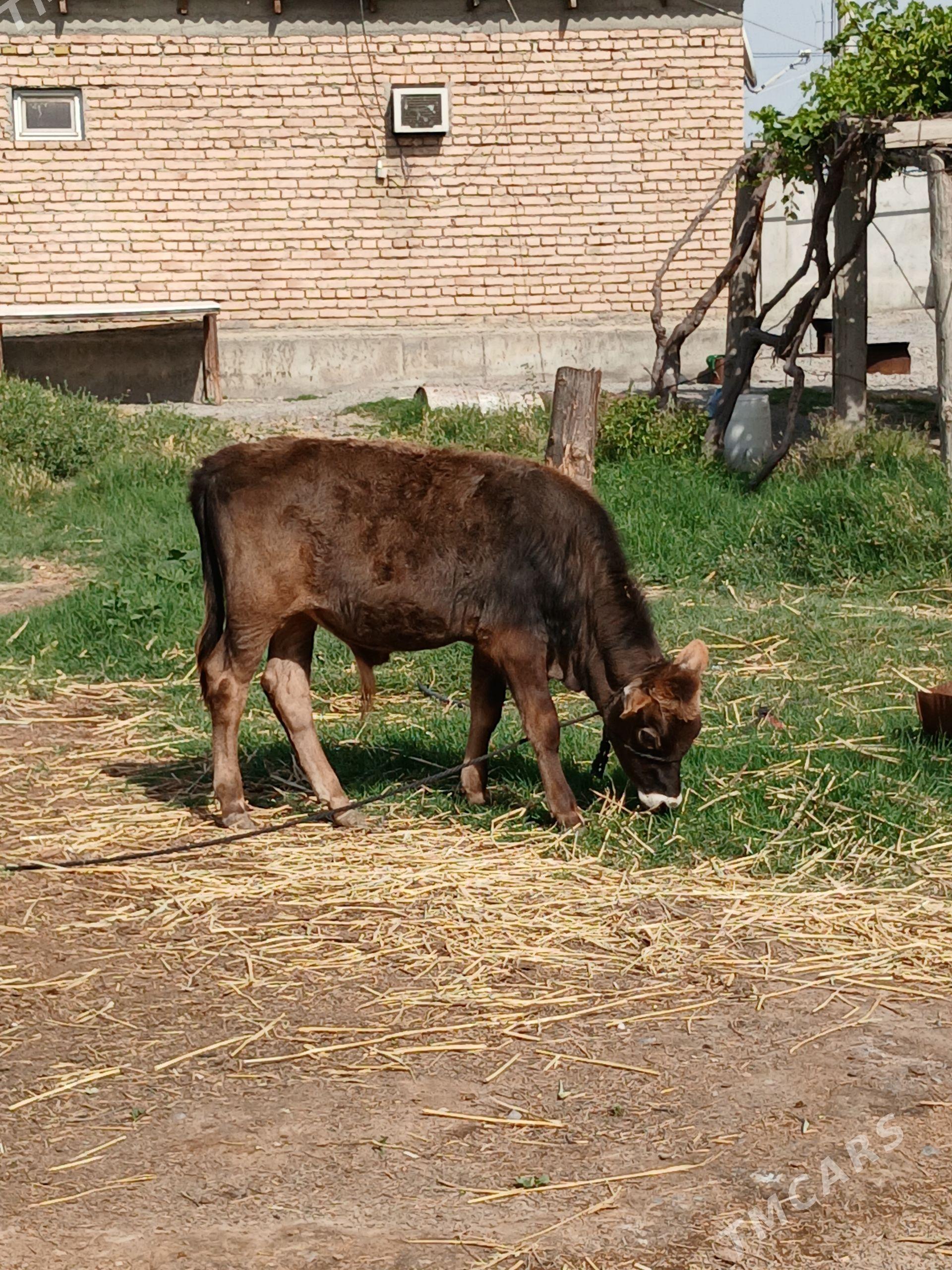 Biçildn ökuz - Гёкдепе - img 1
