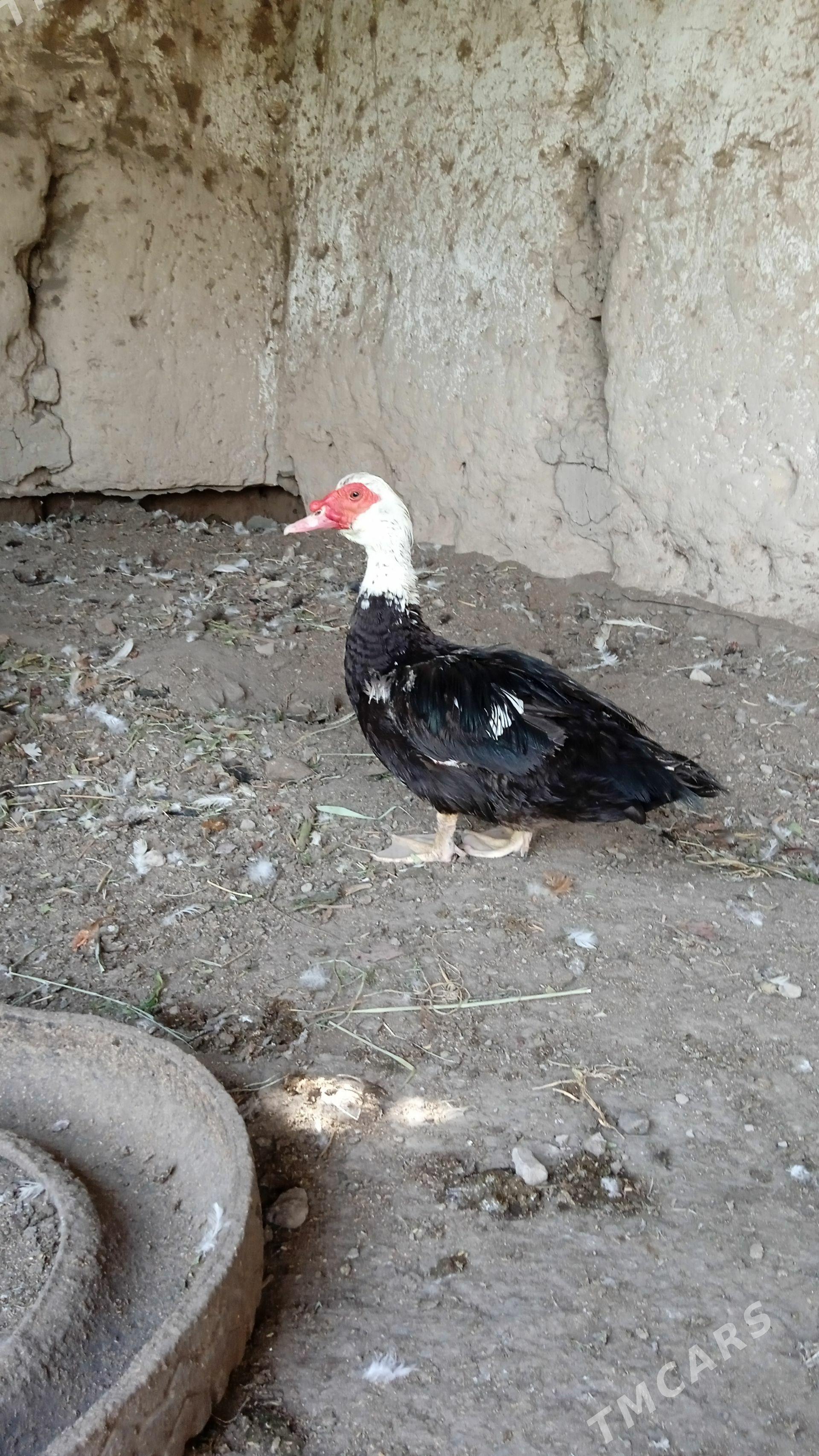 induşka - Дашогуз - img 1