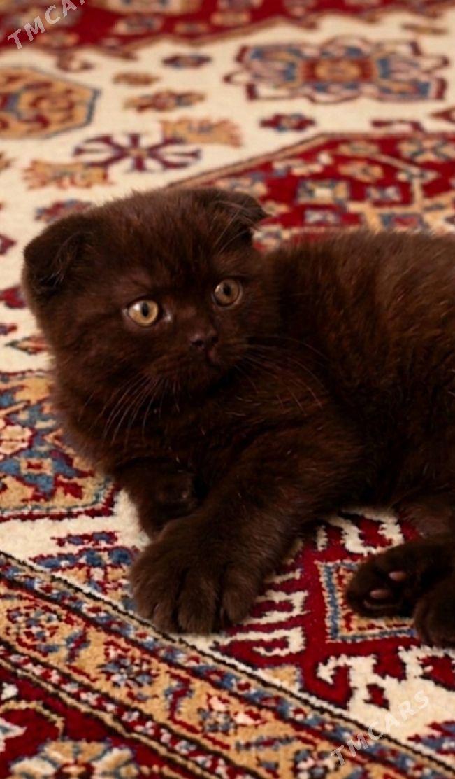 шотландские котята - Мир 2 - img 1