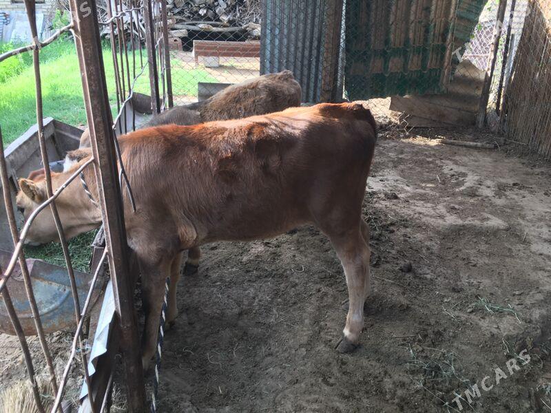 Okuzce bn gulajyn - Sakarçäge - img 1