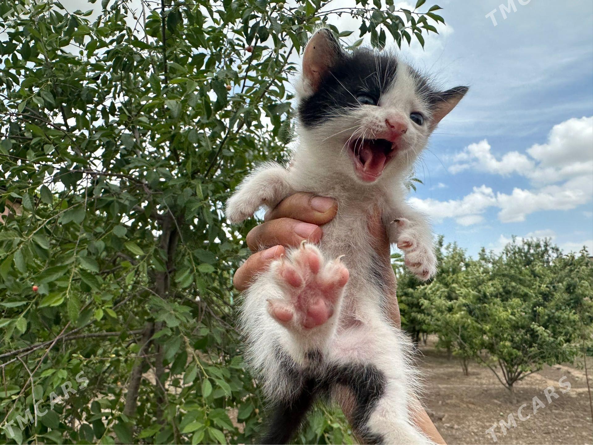 Котята. Кошки. Pişik - Дашогуз - img 1