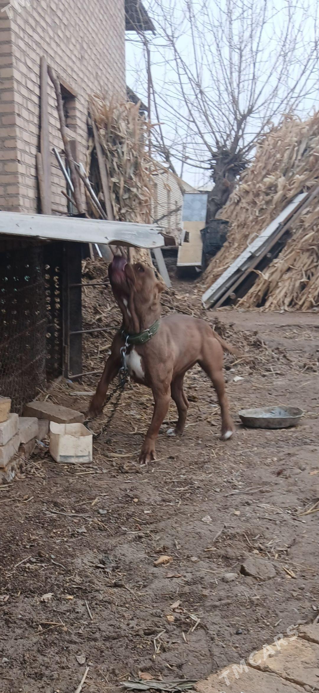 Pitbul - Керки - img 1