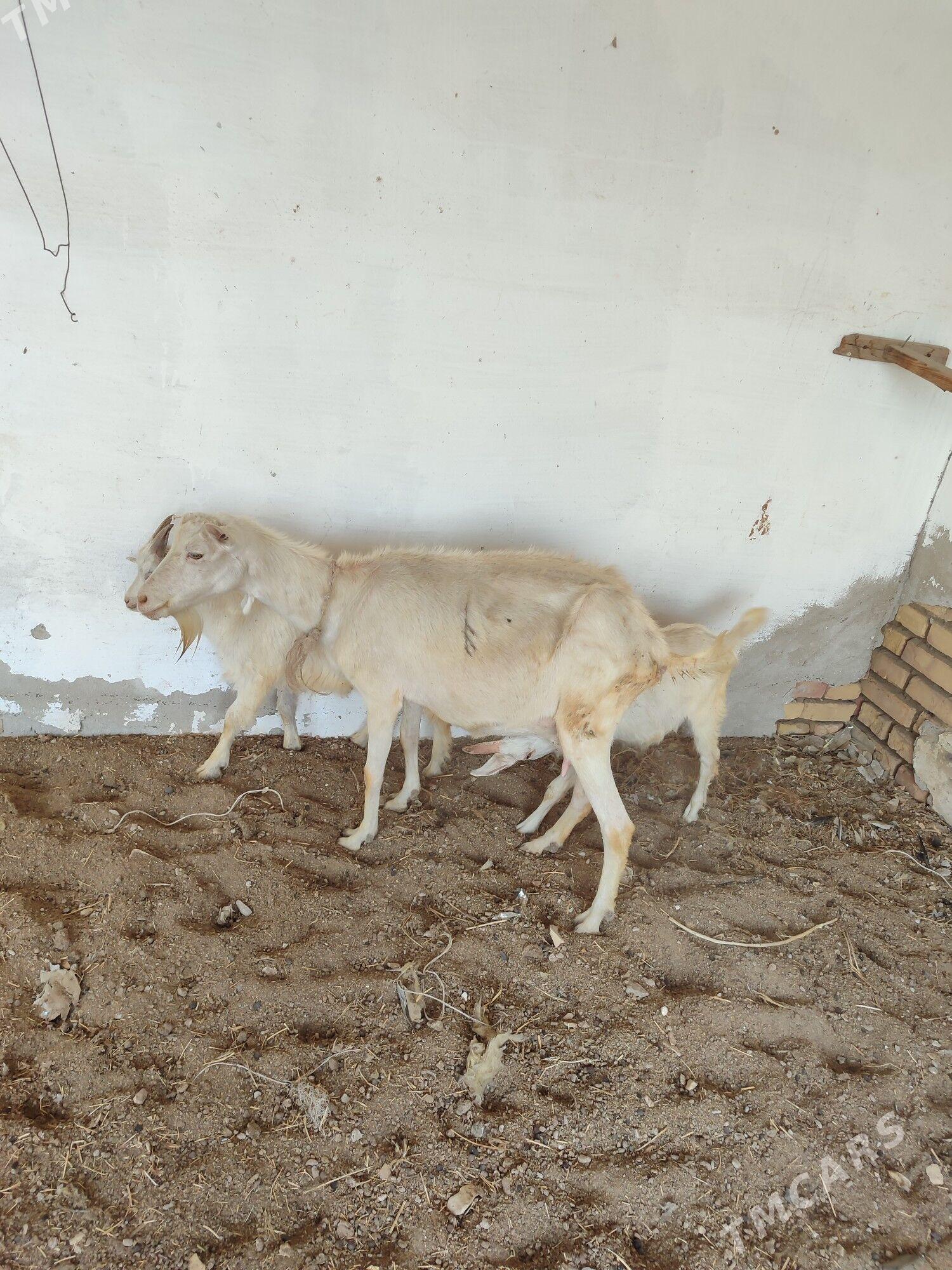 Geci - Дянев - img 1