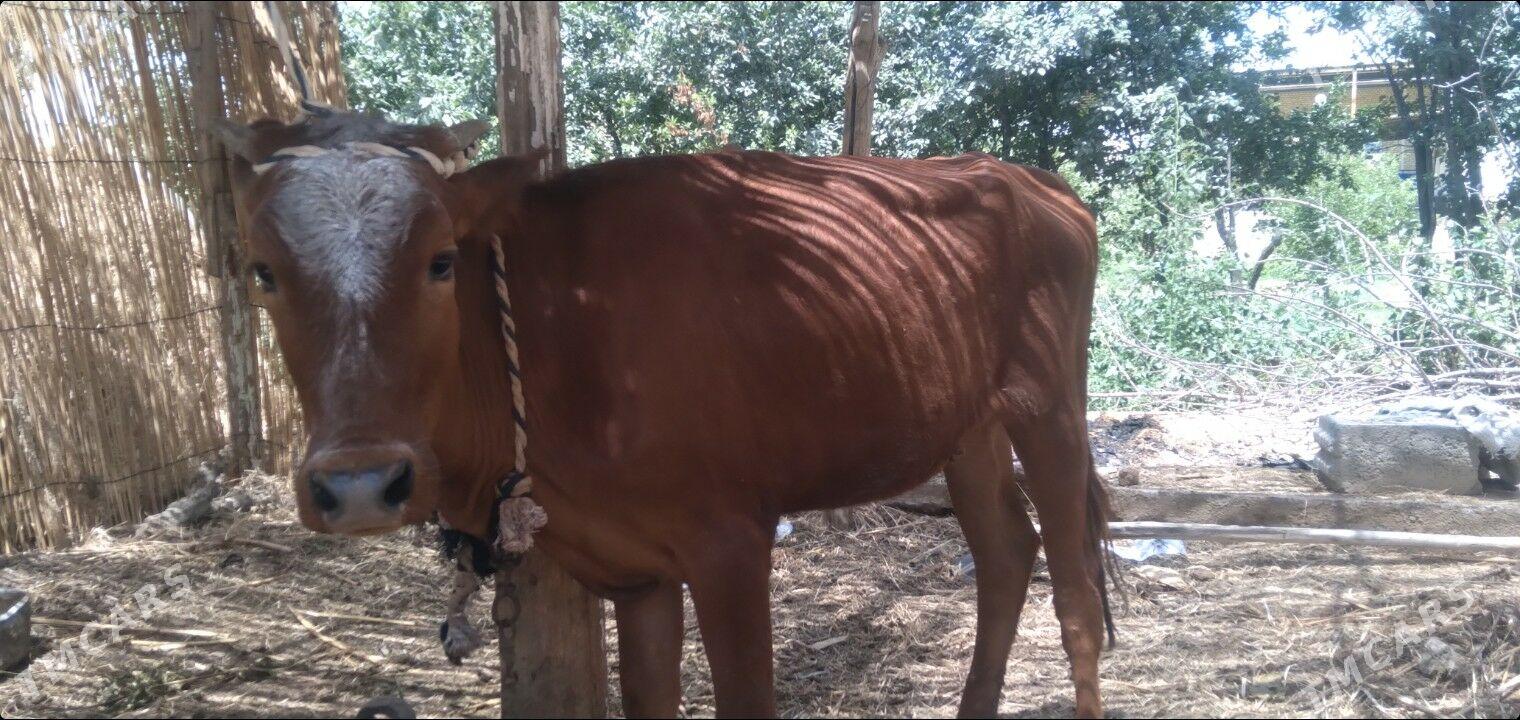 Gulajyn - Sakarçäge - img 1