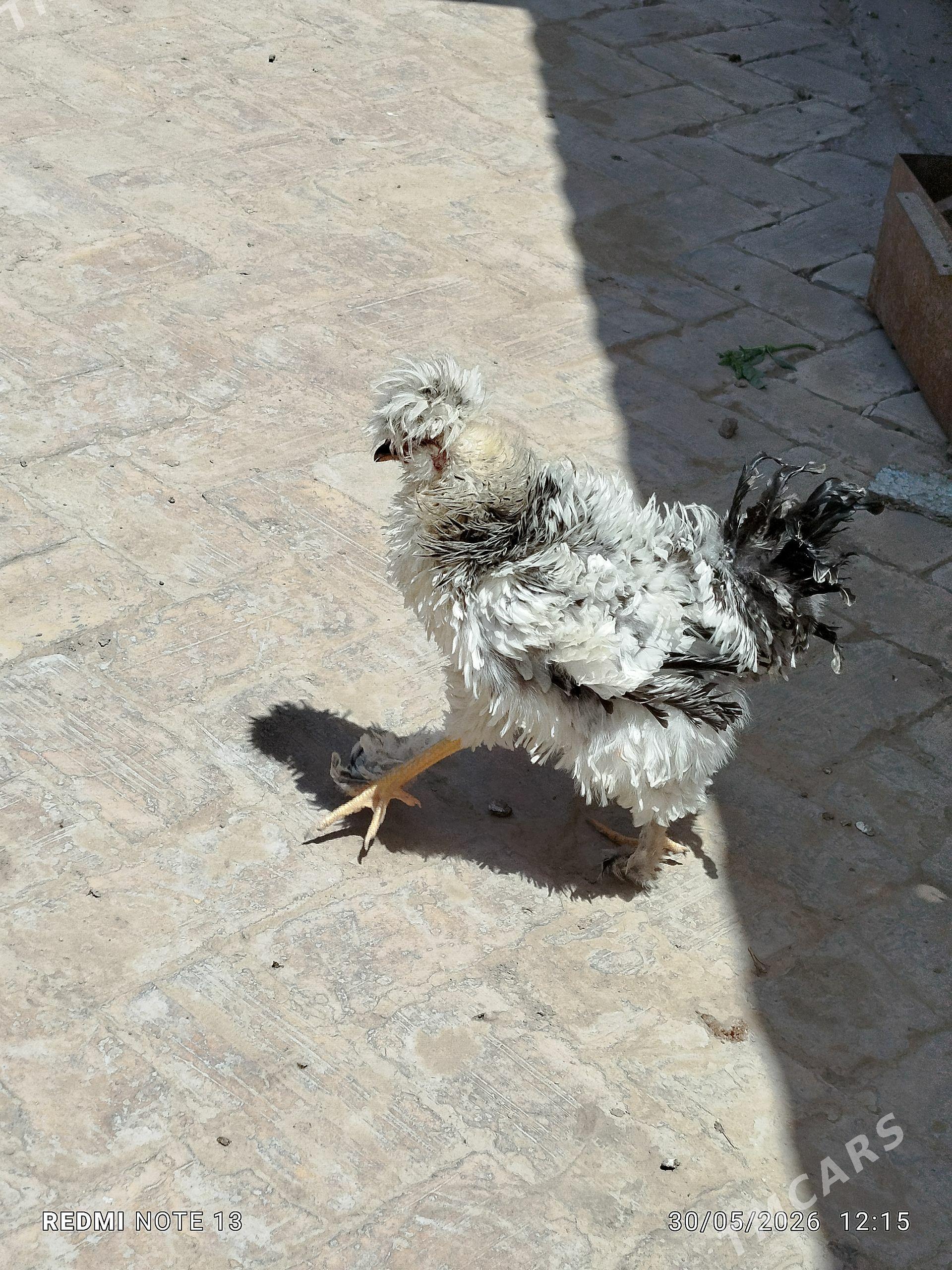 durli tohum towuklar - Байрамали - img 1
