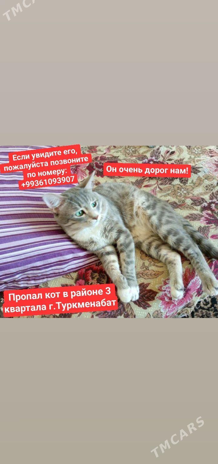 кот пропал - Туркменабат - img 1