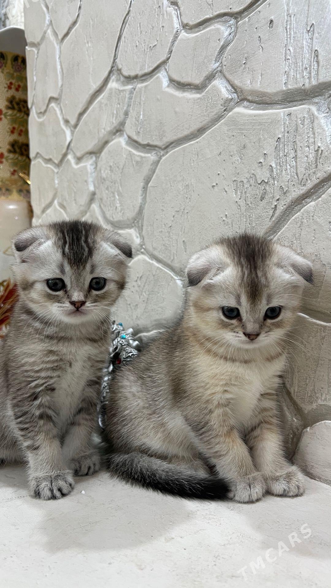 Shinshilla - Aşgabat - img 1