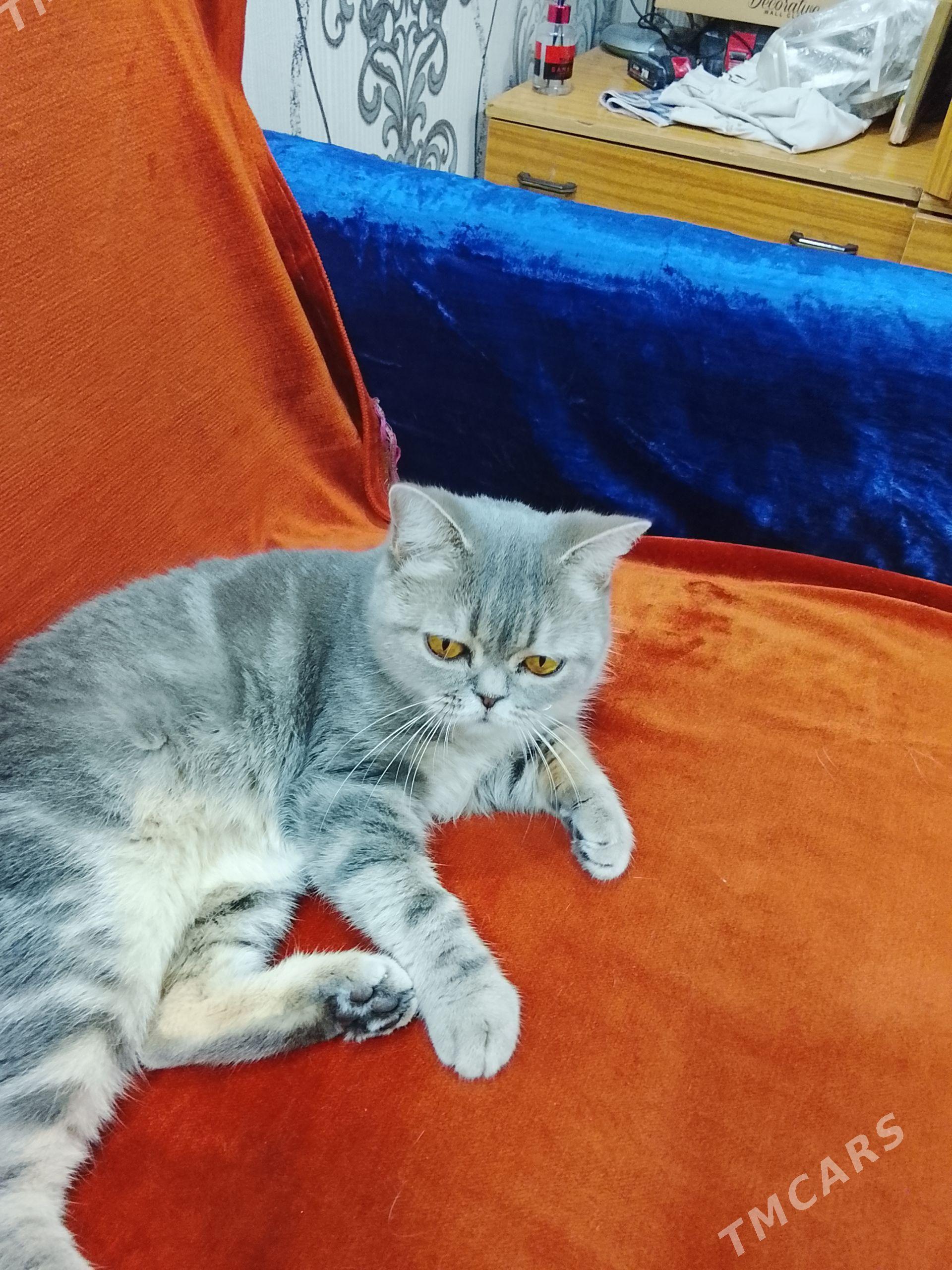 Котёнок - Türkmenabat - img 1
