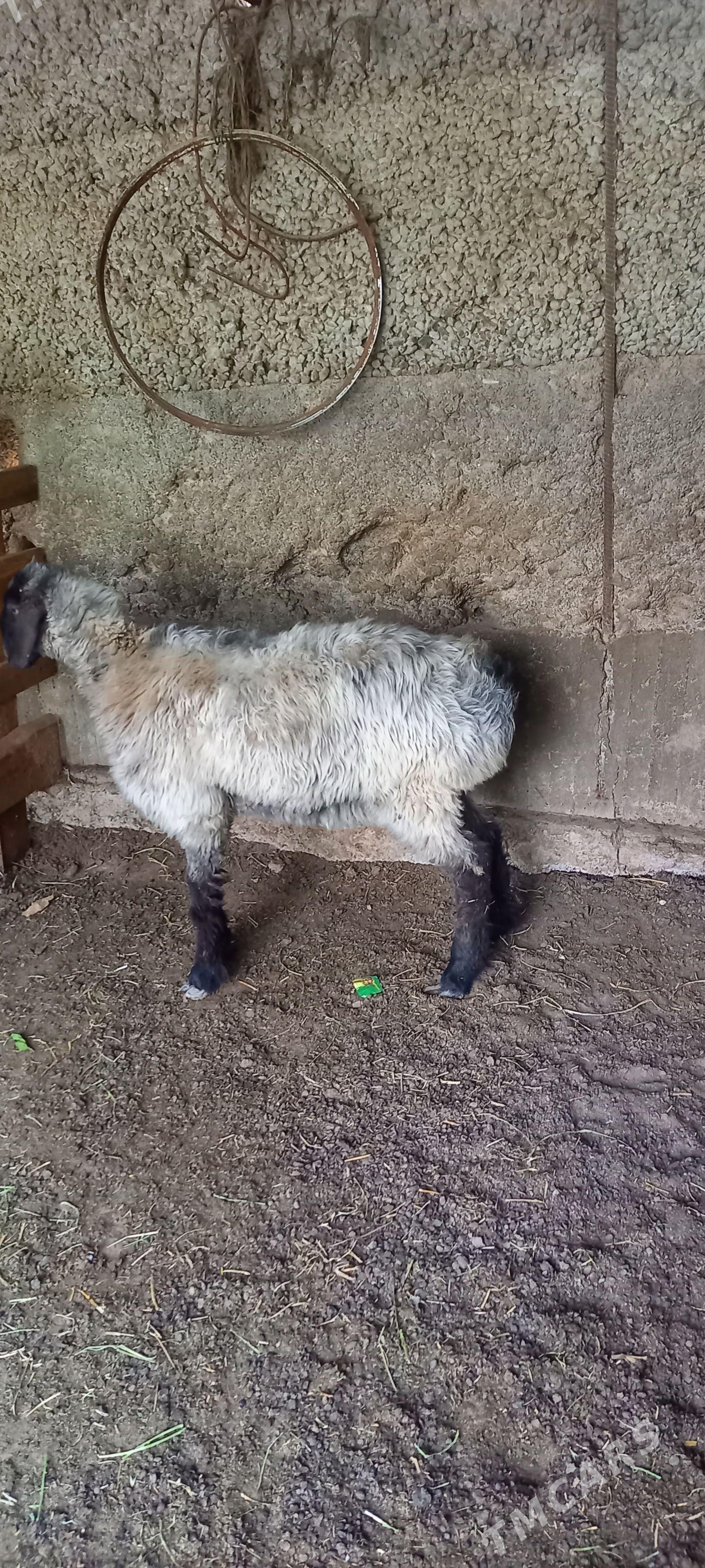 işşek - Бузмеин - img 1