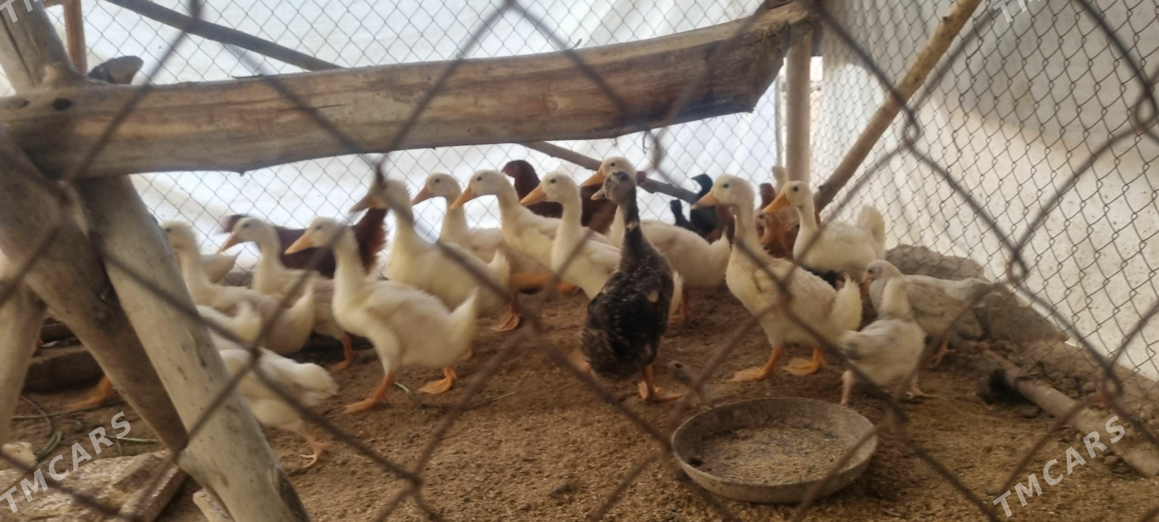 Ördek sujeleri - Gubadag - img 1