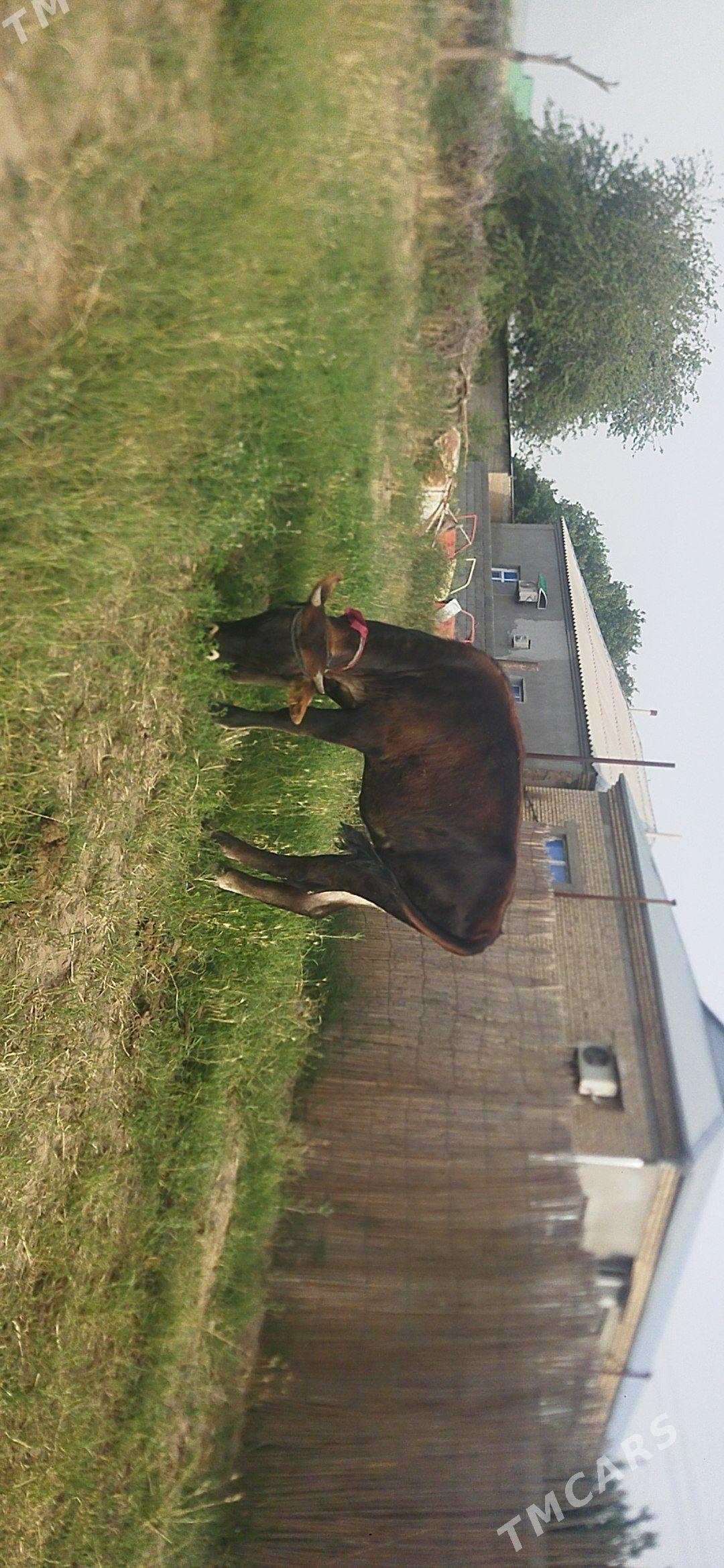 Tüwe gowy - Гёкдепе - img 1