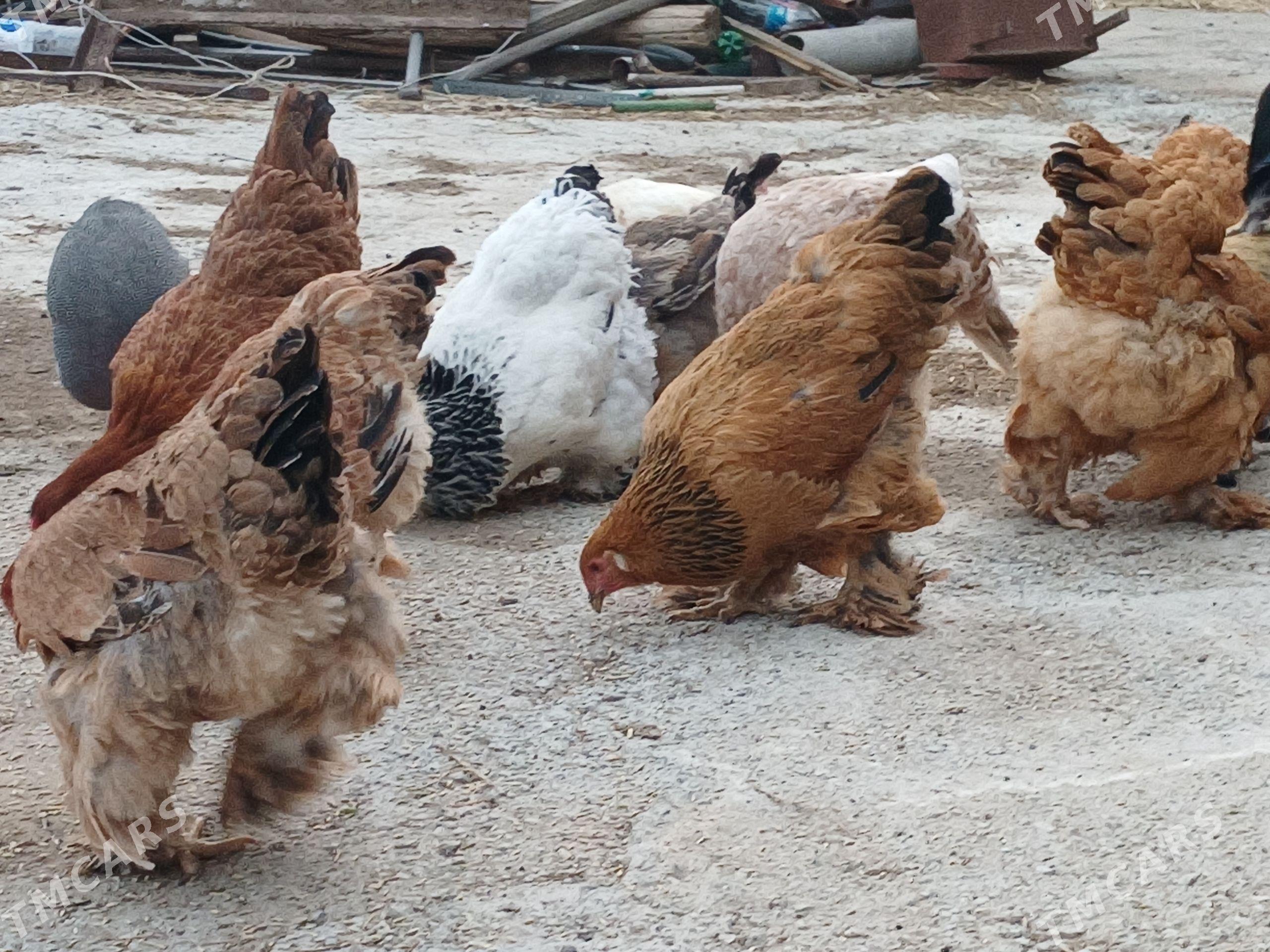 BRAMA TOWUKLAR - Gypjak - img 1