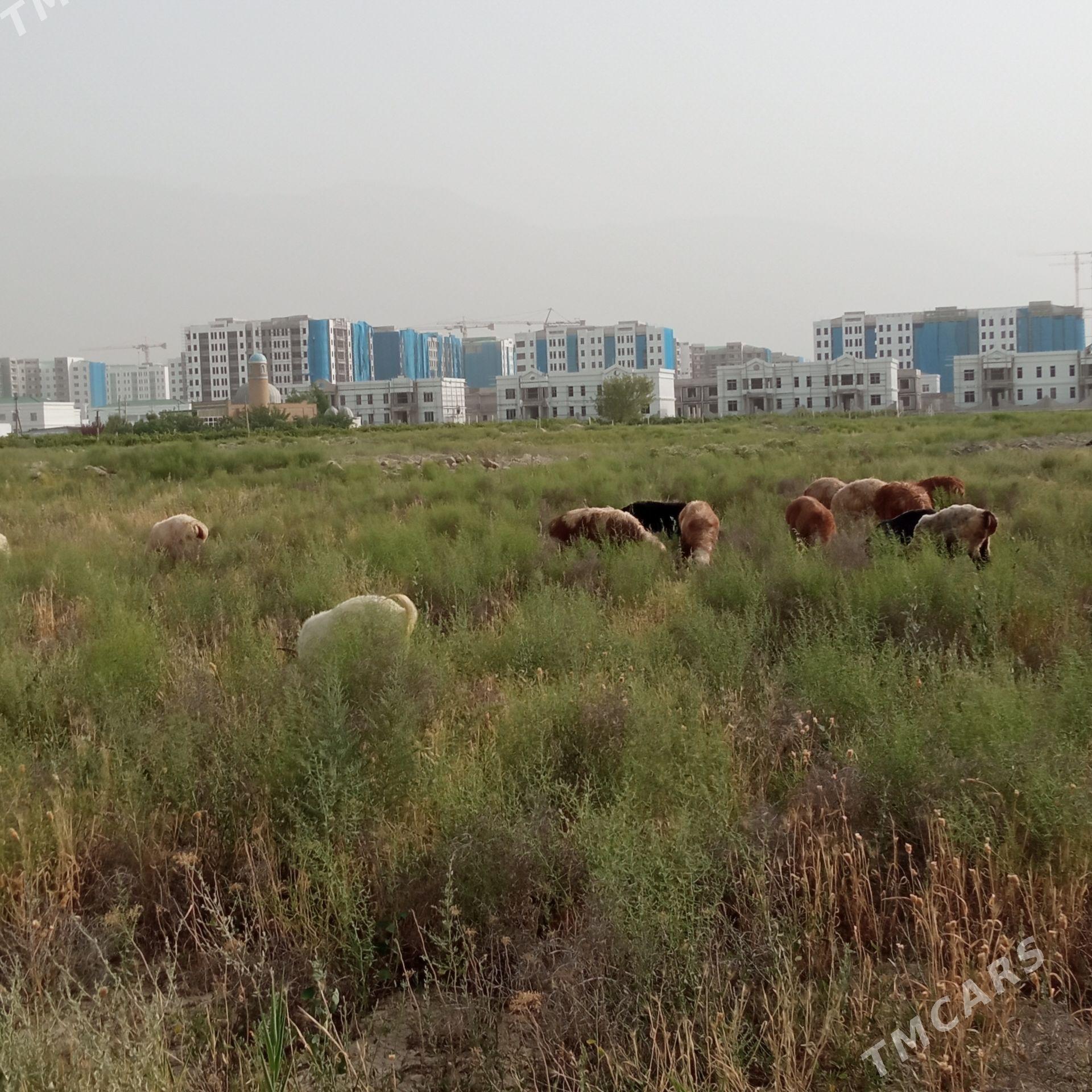 doğ işşek toklu geçi - Гёкдепе - img 1