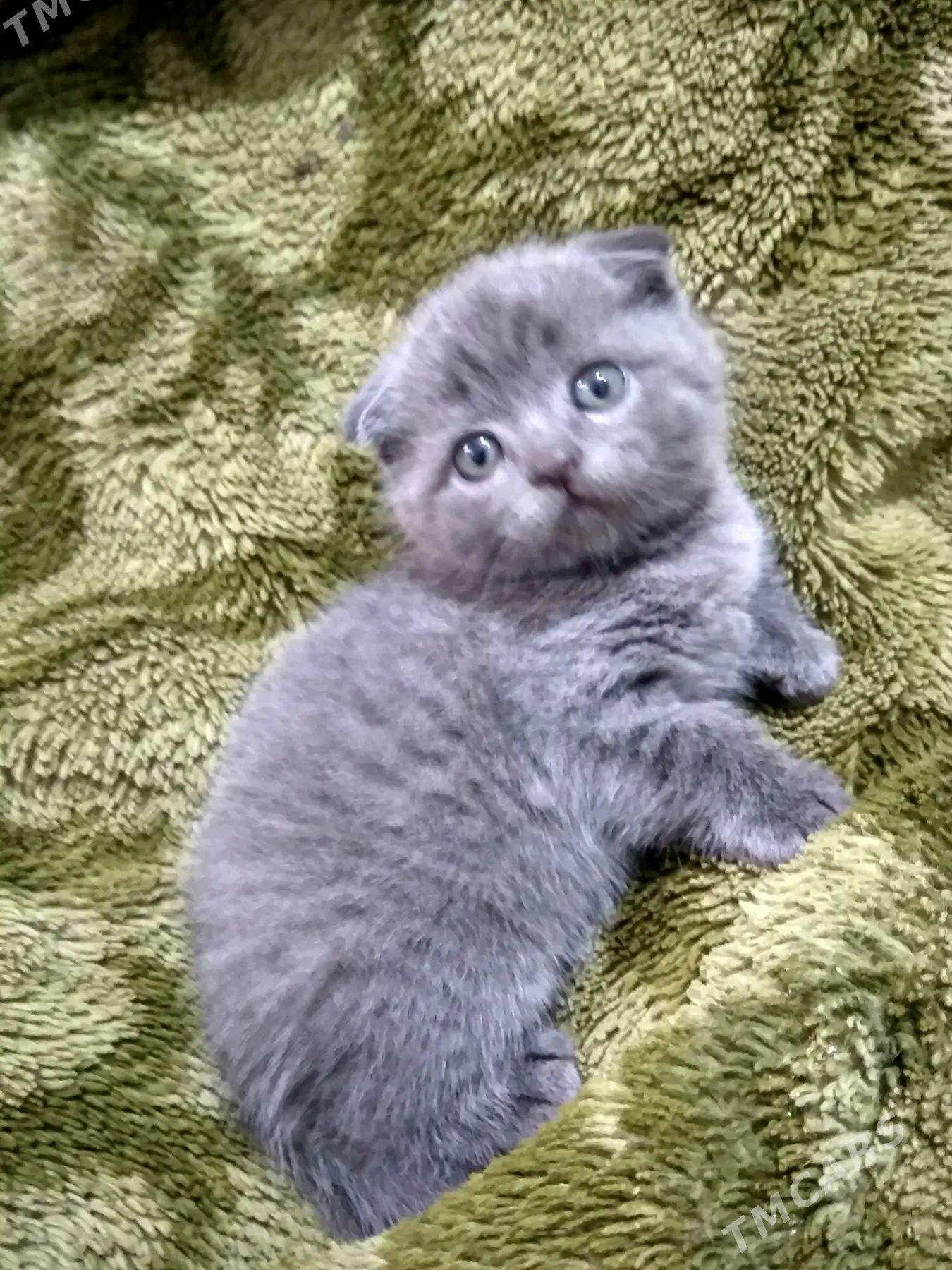 котята - Türkmenabat - img 1