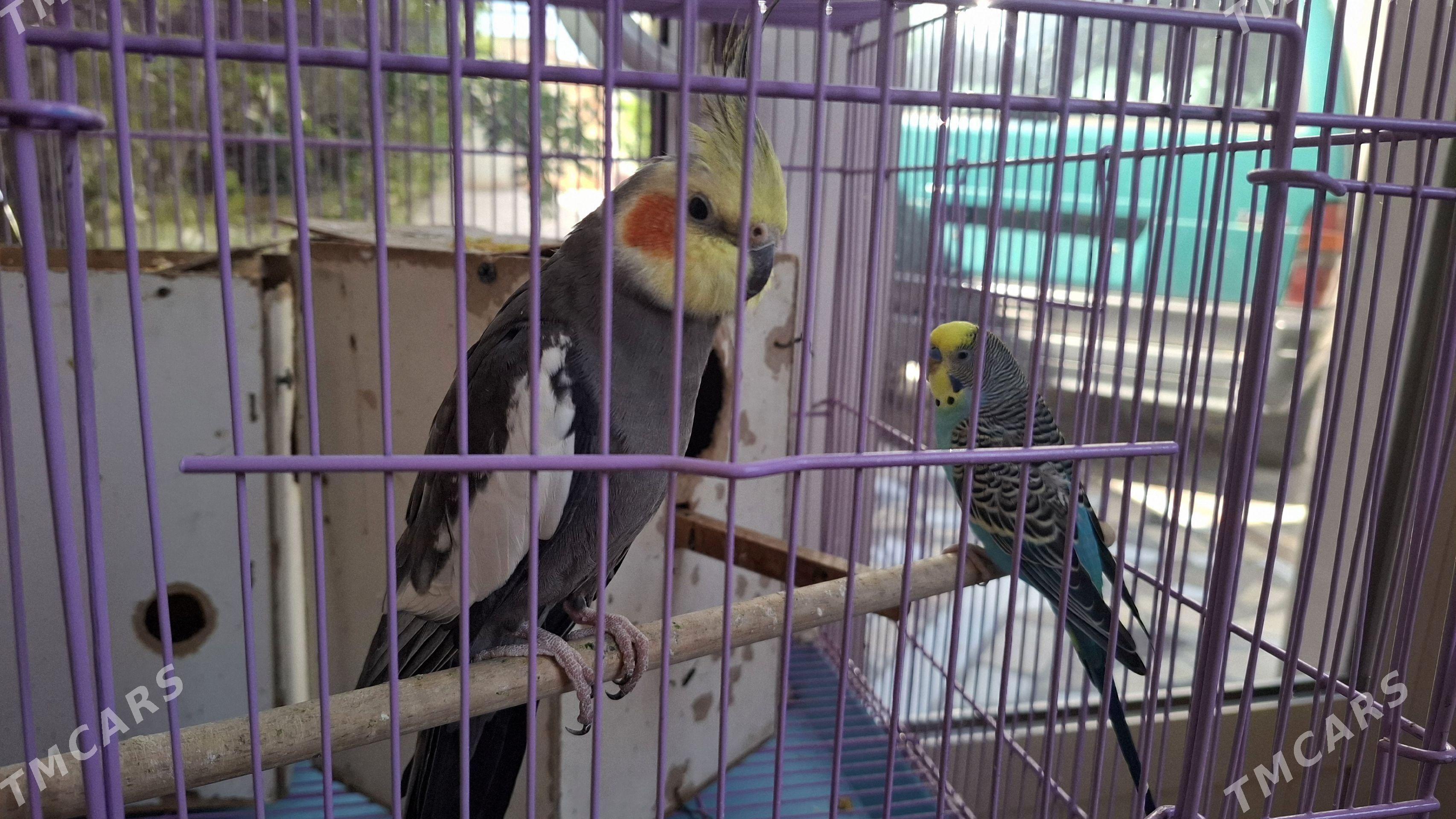 popugai gus karella - Aşgabat - img 1