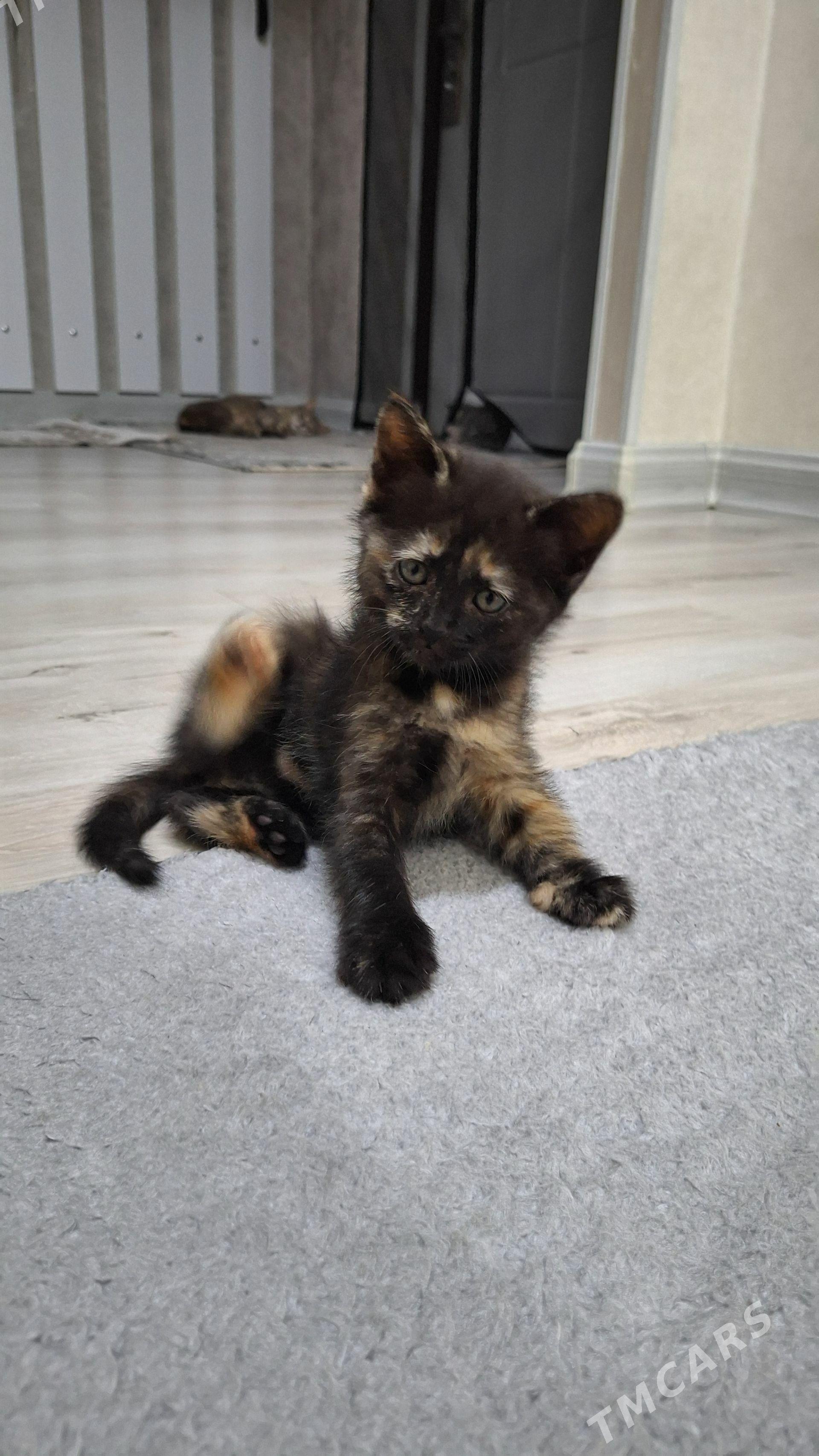 котята в добрые руки - Ашхабад - img 1