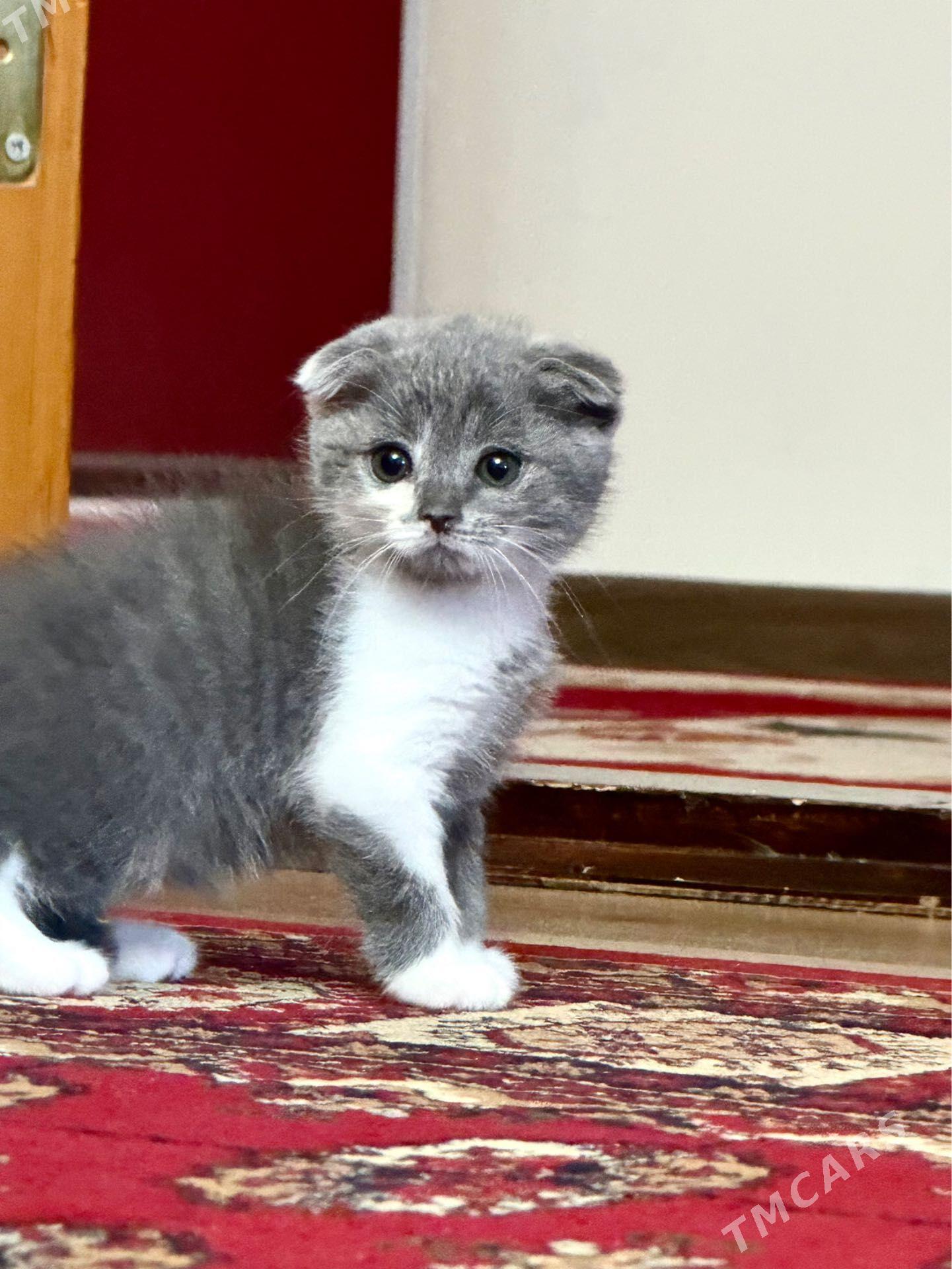 Котёнок - Türkmenabat - img 1