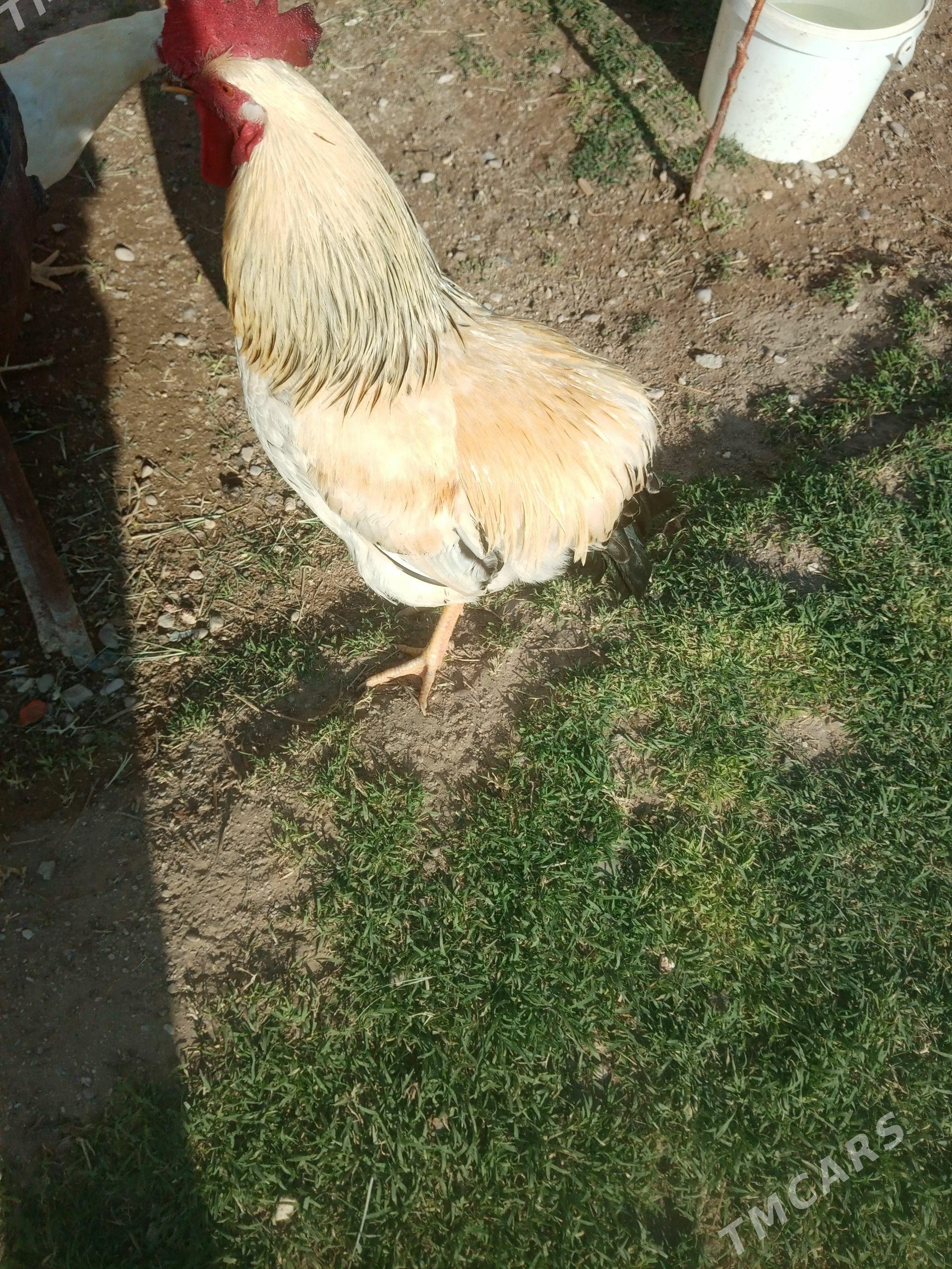 Adler horaz - Jebel - img 1