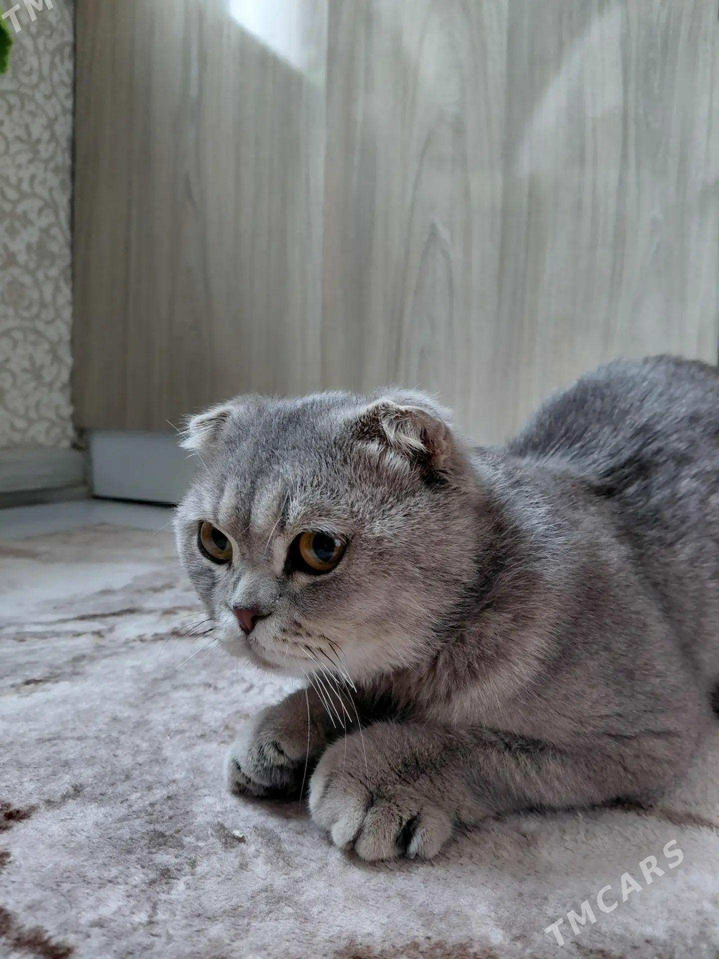 wisoluha pişik - Türkmenabat - img 1