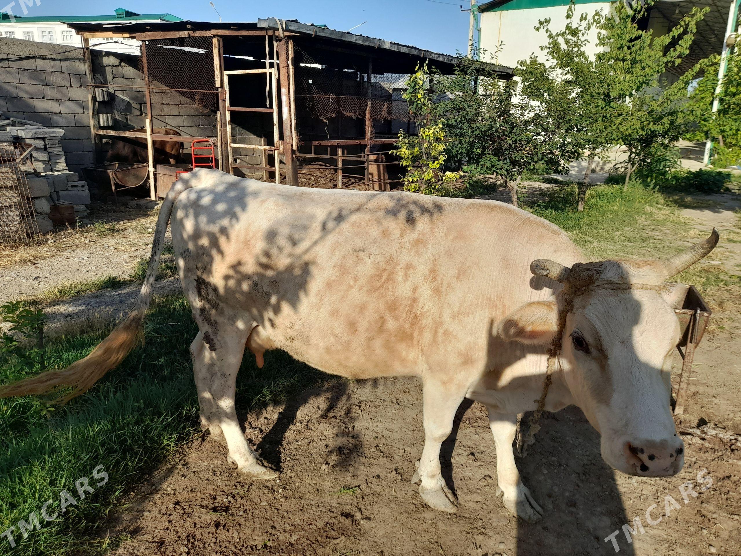 Gysyr sygyr - Büzmeýin GRES - img 1