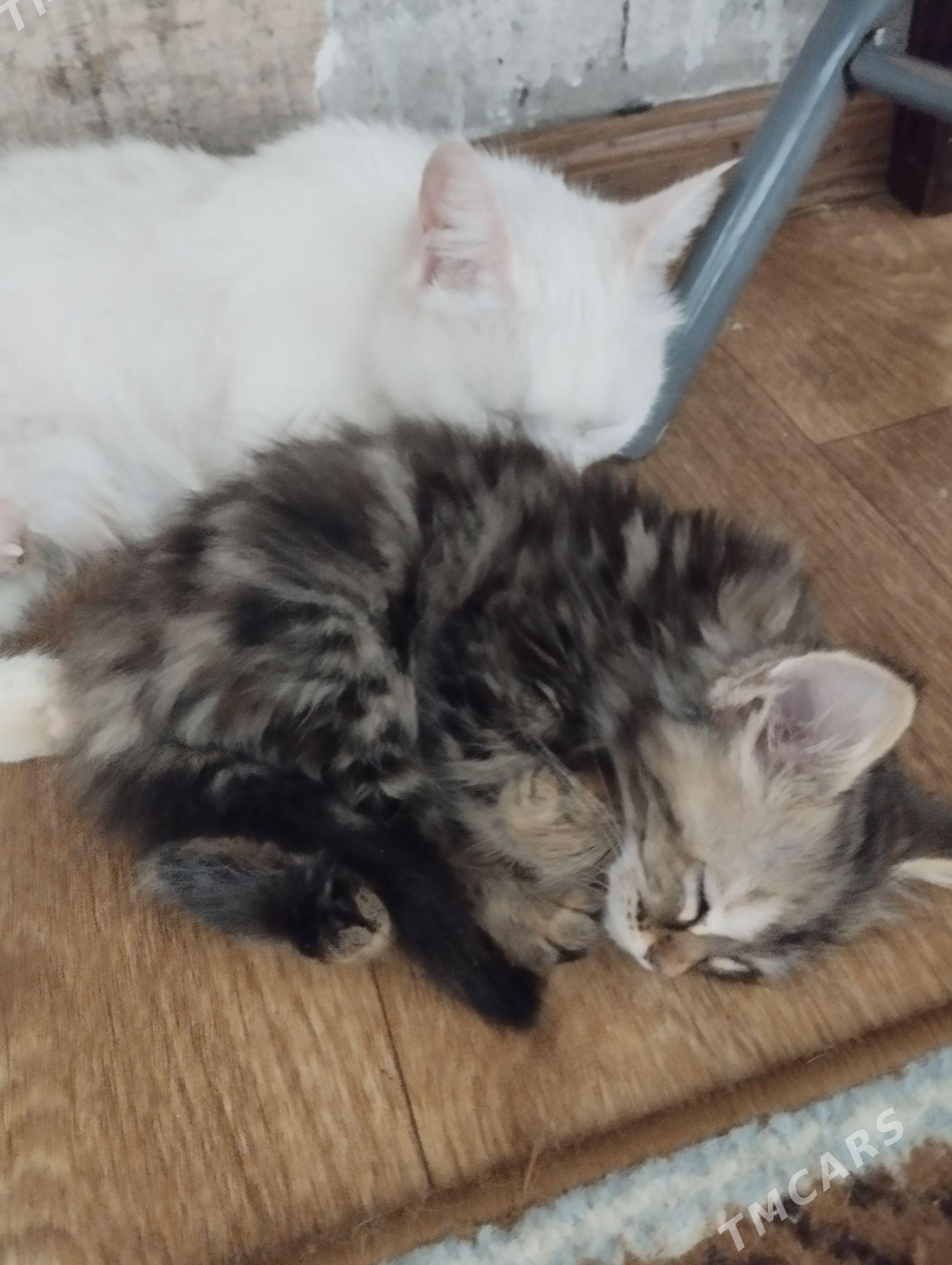 Котенок девочка. - Türkmenabat - img 1
