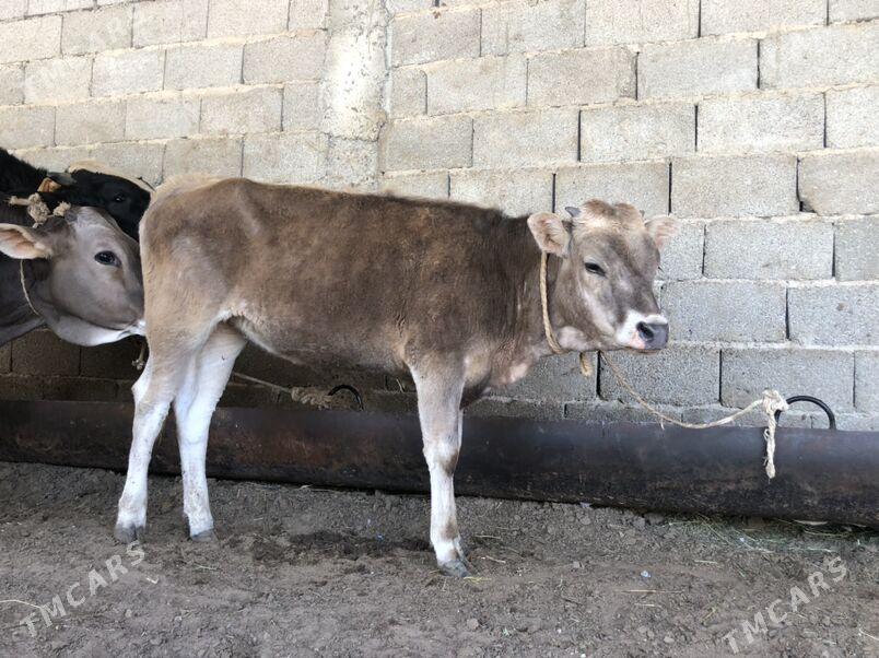 Sivet Tüwejik - Çoganly - img 1