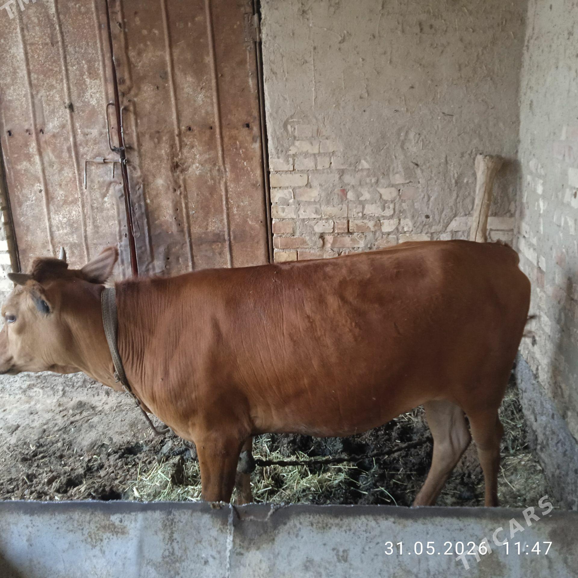 Gulajyn - Murgap - img 1