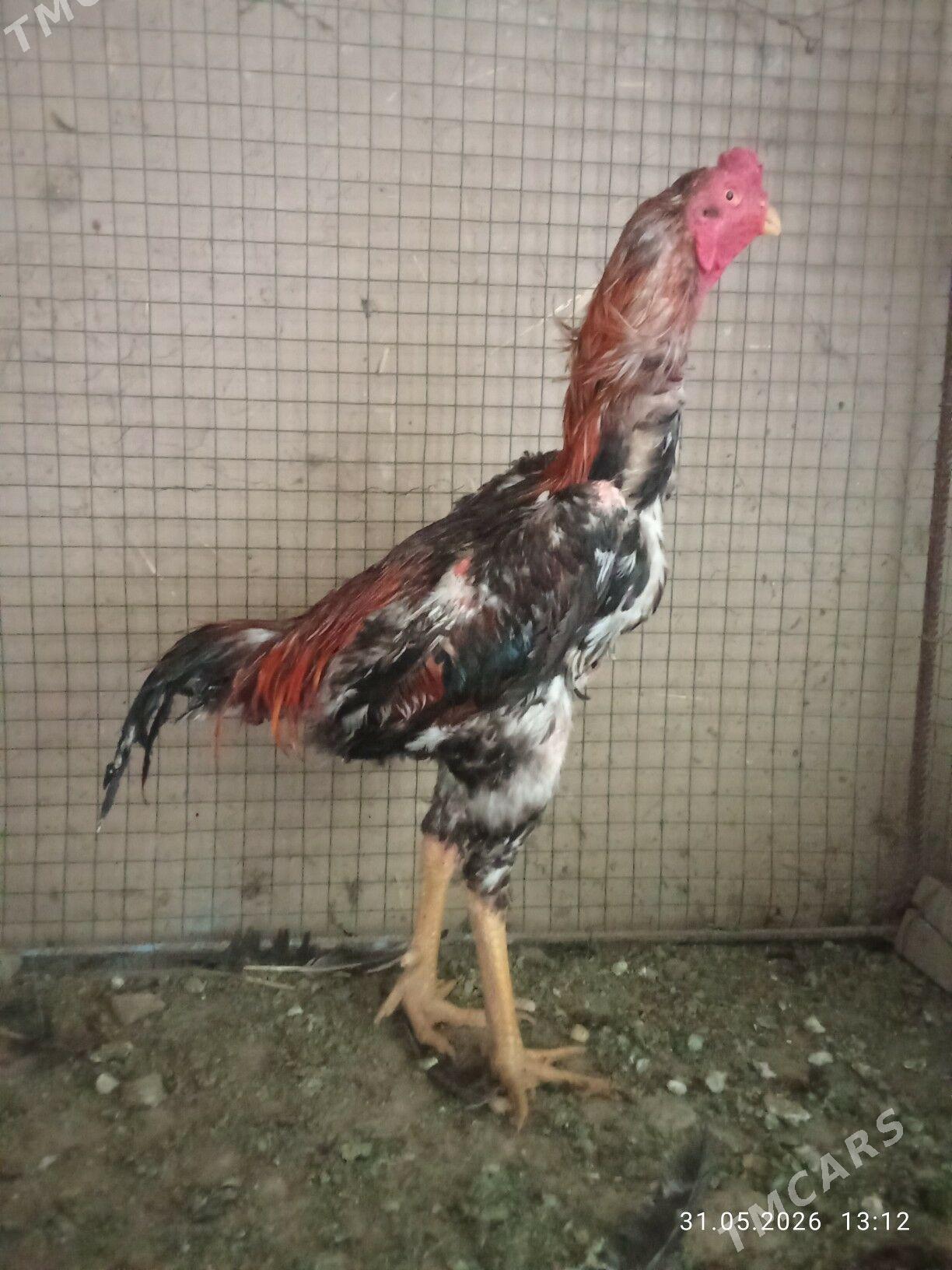 Taşkent horaz - Garadamak - img 1