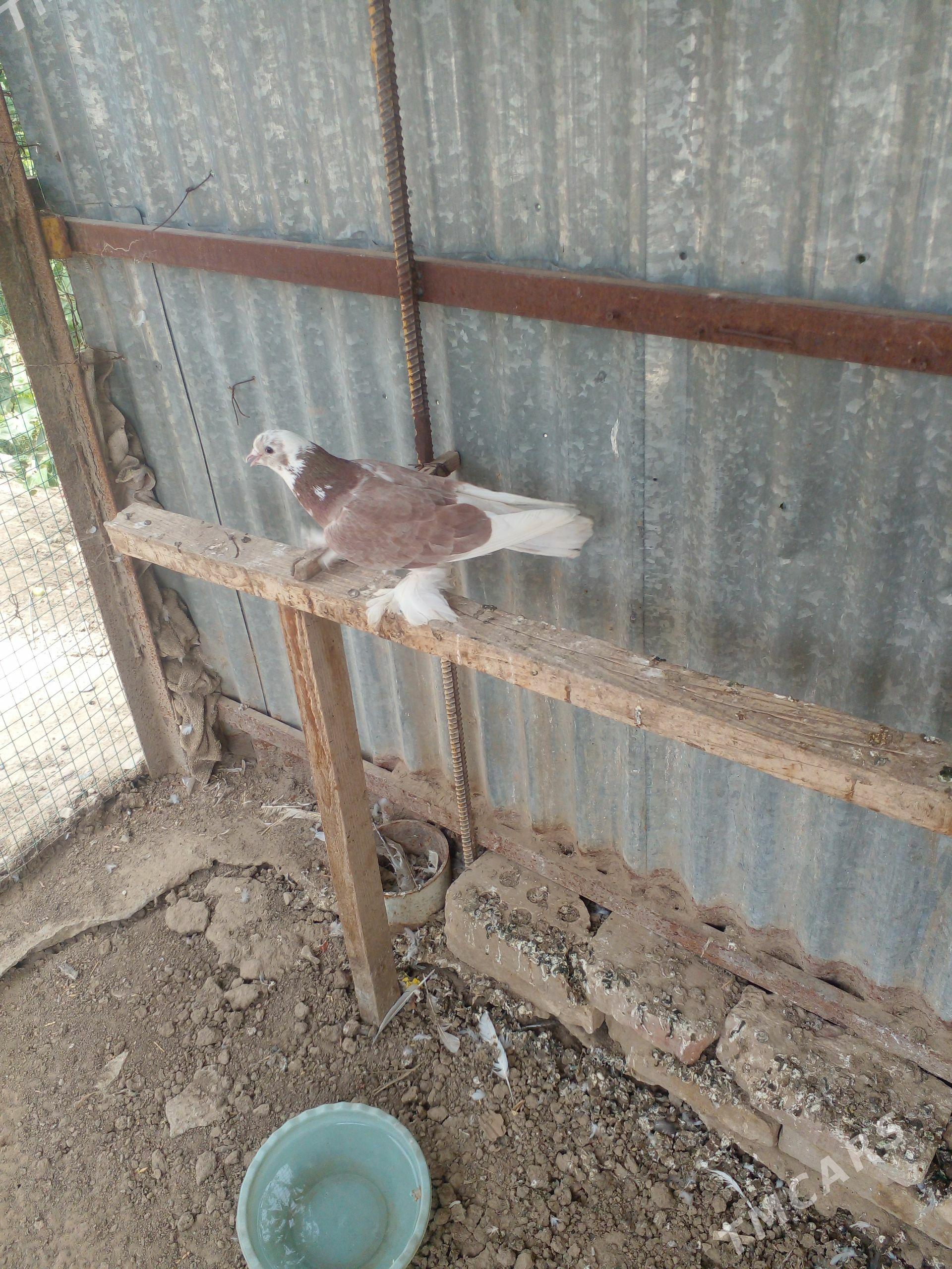 Kepderi - Mary - img 1
