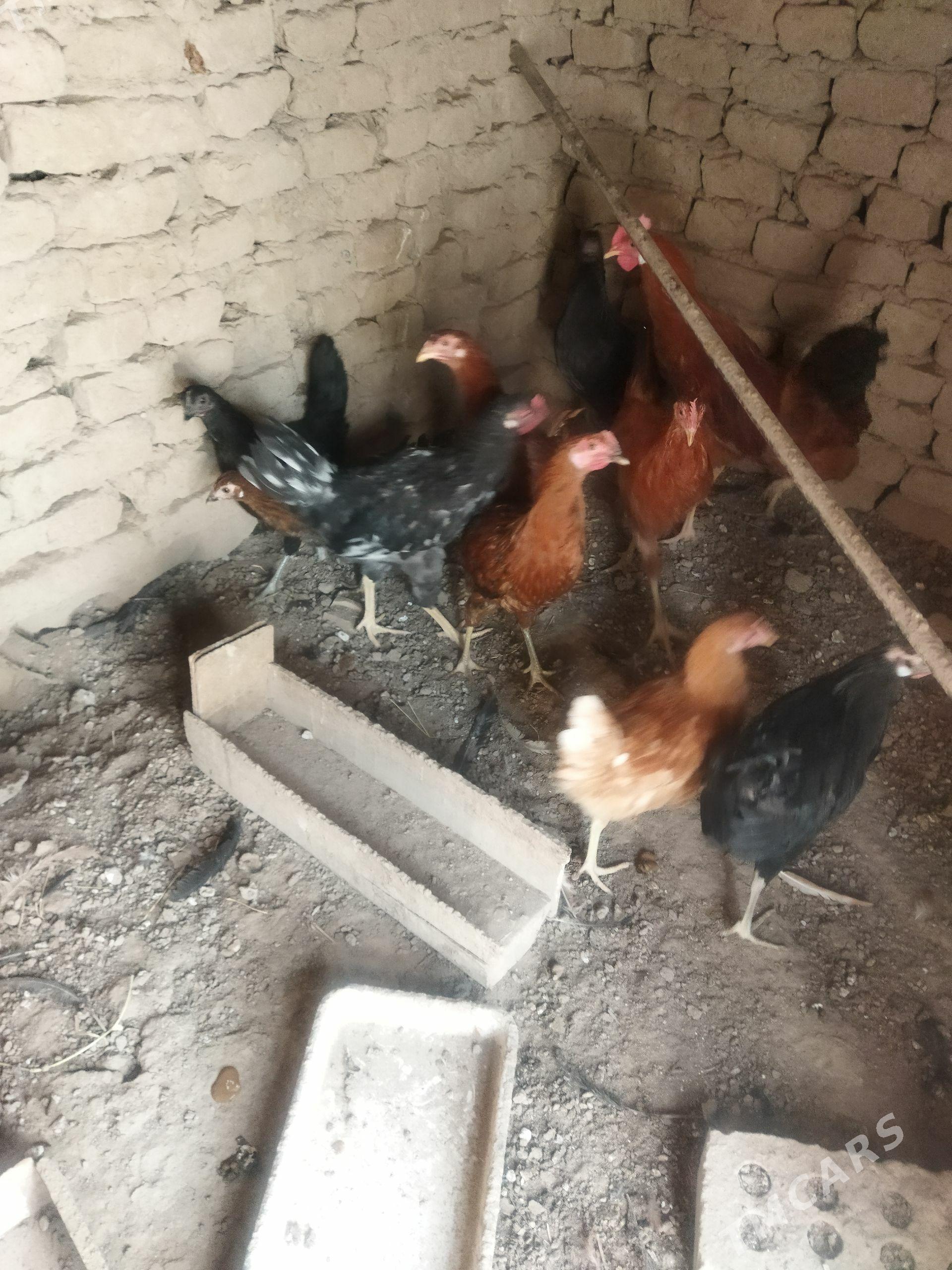 ýasyl bas towuk - Wekilbazar - img 1