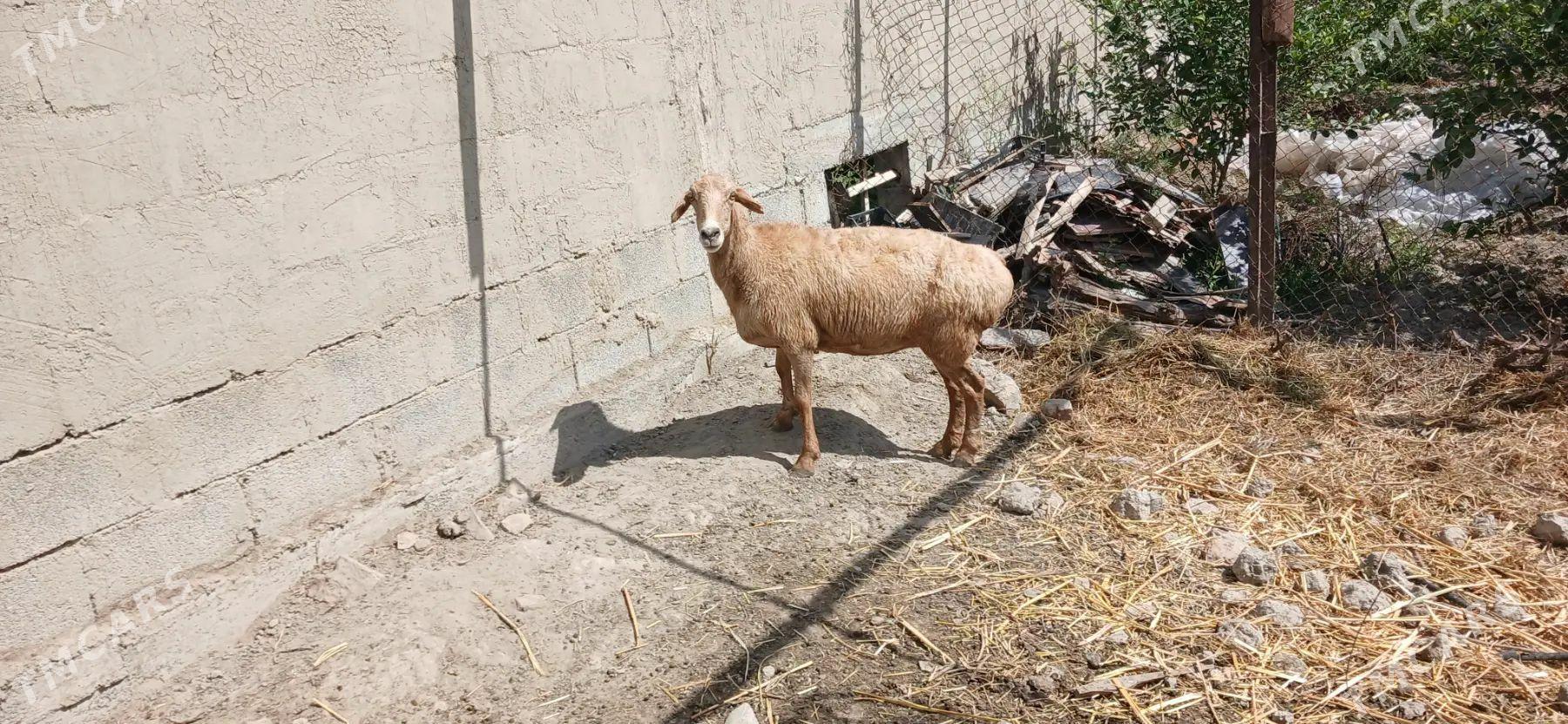 kısar goýun - Gökdepe - img 1