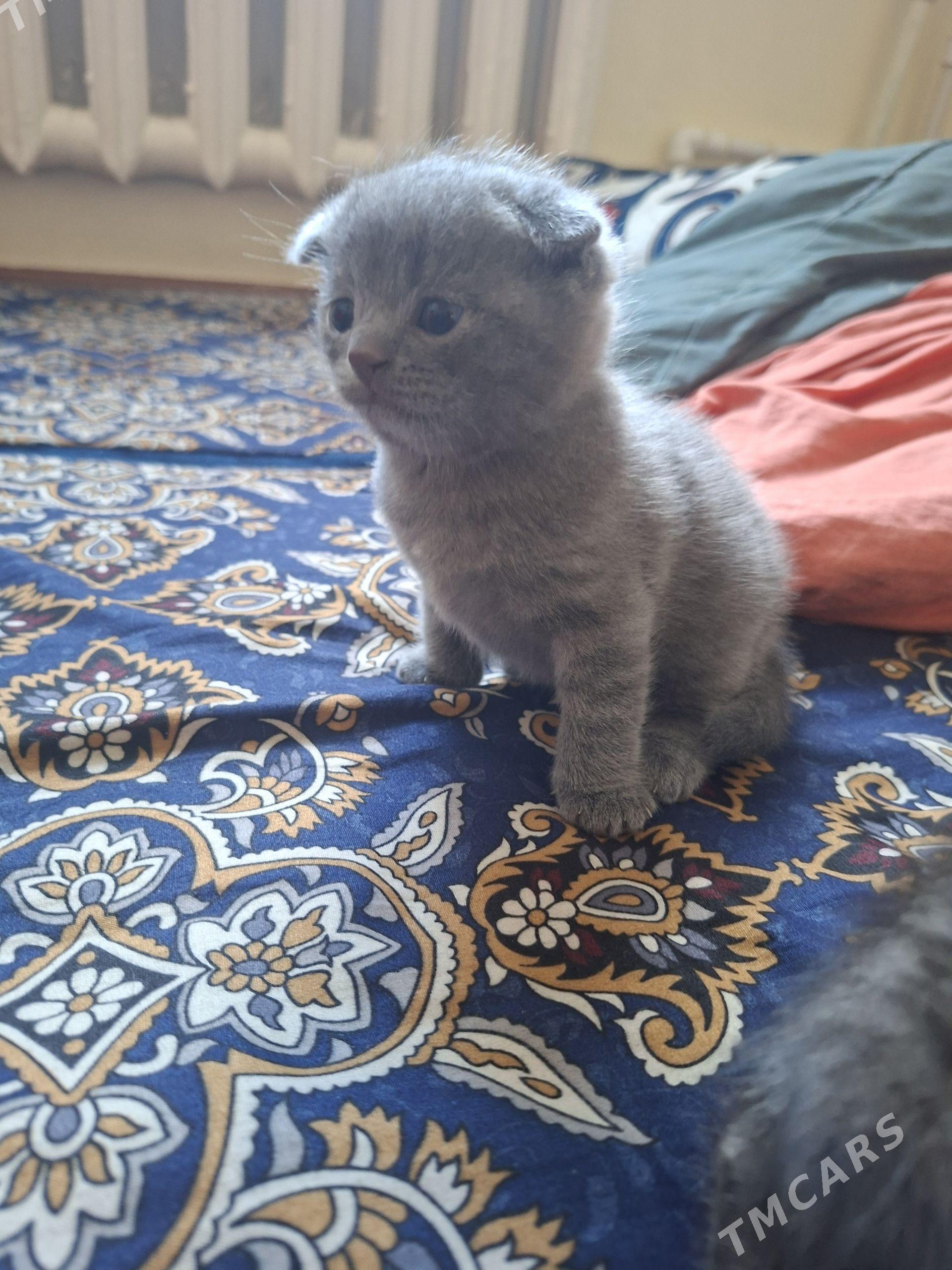 shotlanskiy vislouhiy pishik - Дашогуз - img 1