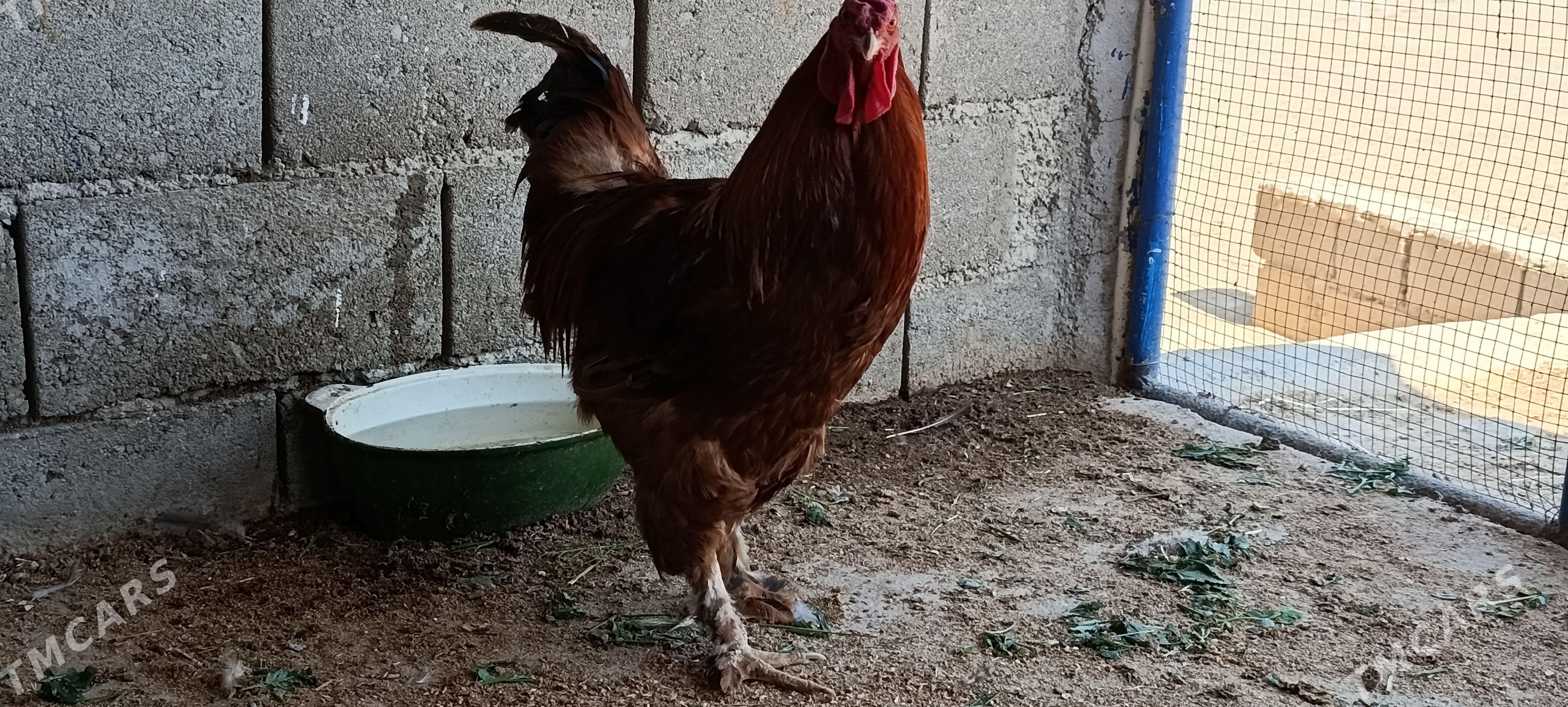 horaz - Türkmenbaşy - img 1
