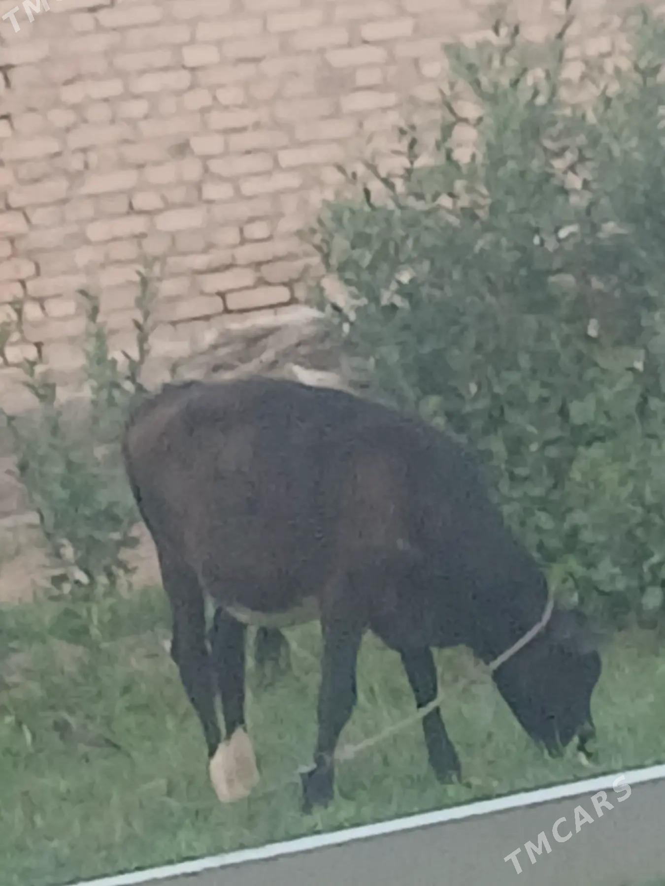 окуз - Чарджоу - img 1