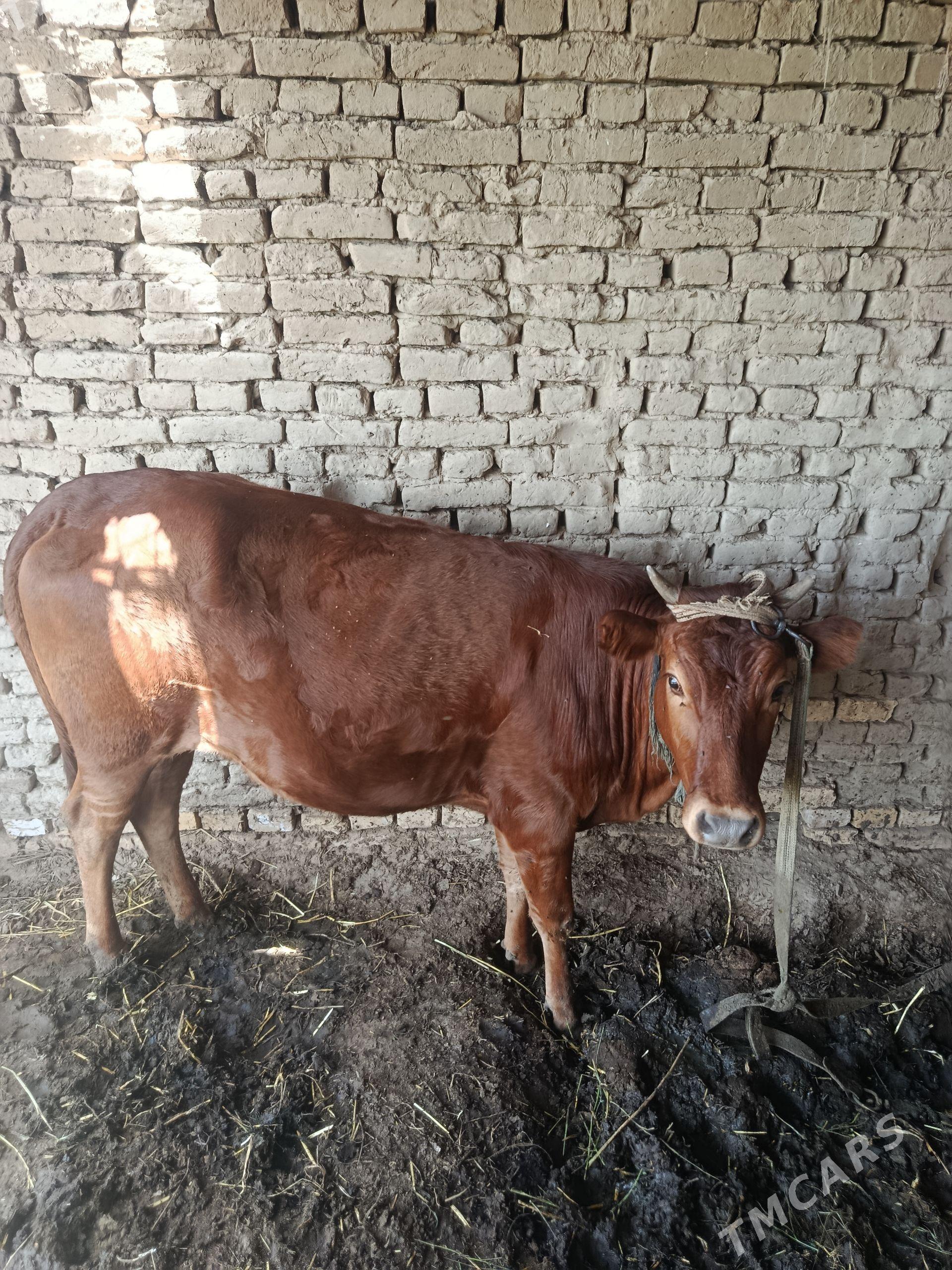 bakylan gulajyn - Murgap - img 1