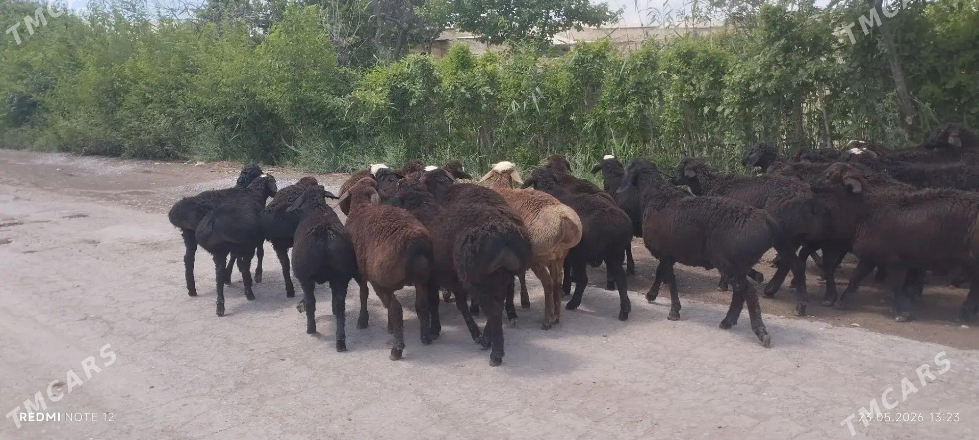 gisar goç - Бахарден - img 1