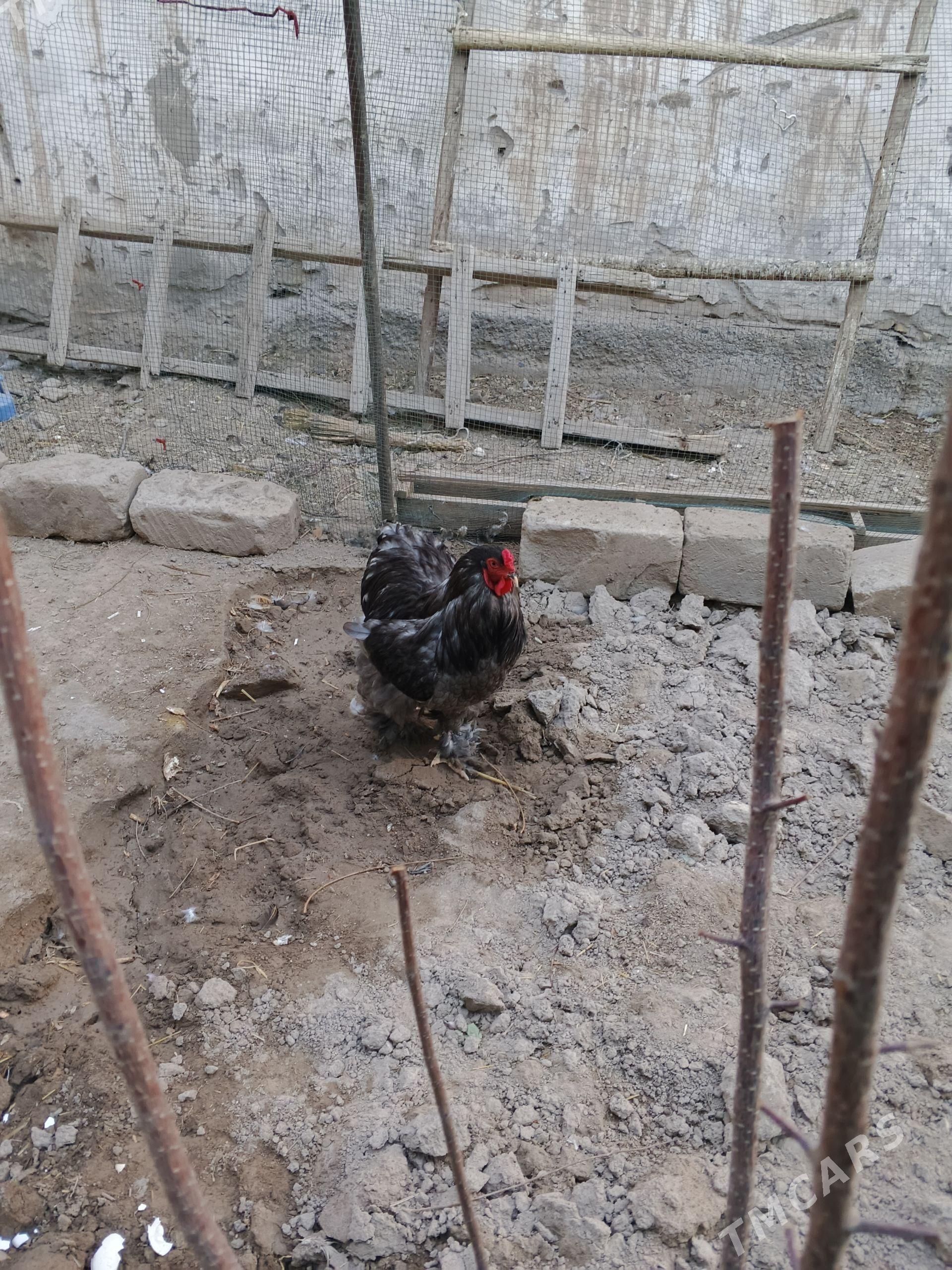 blu brama - Daşoguz - img 1