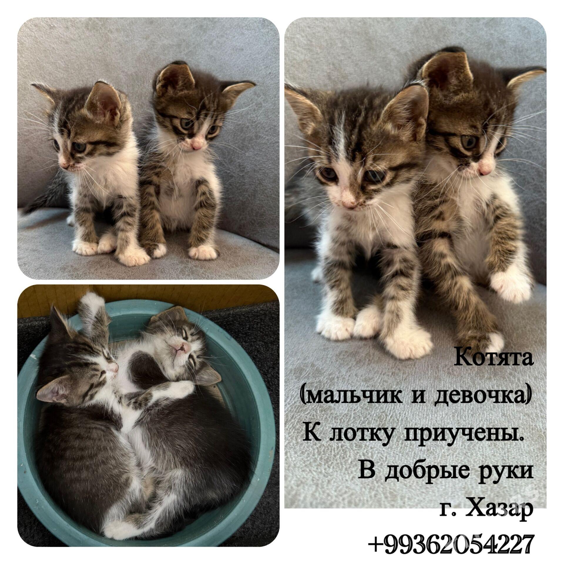 Котята - Hazar - img 1