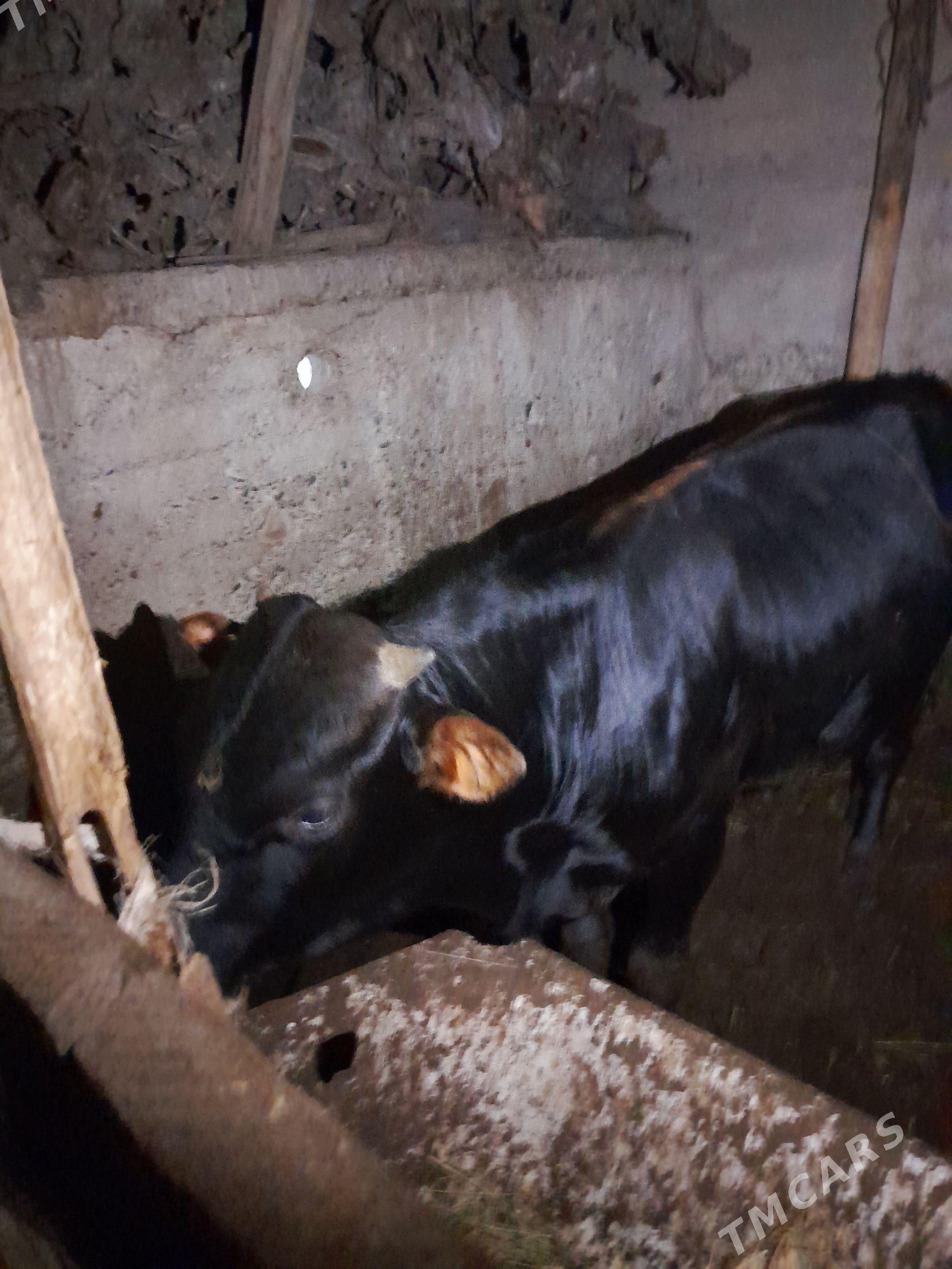 2sany gole okuz - Büzmeýin - img 1