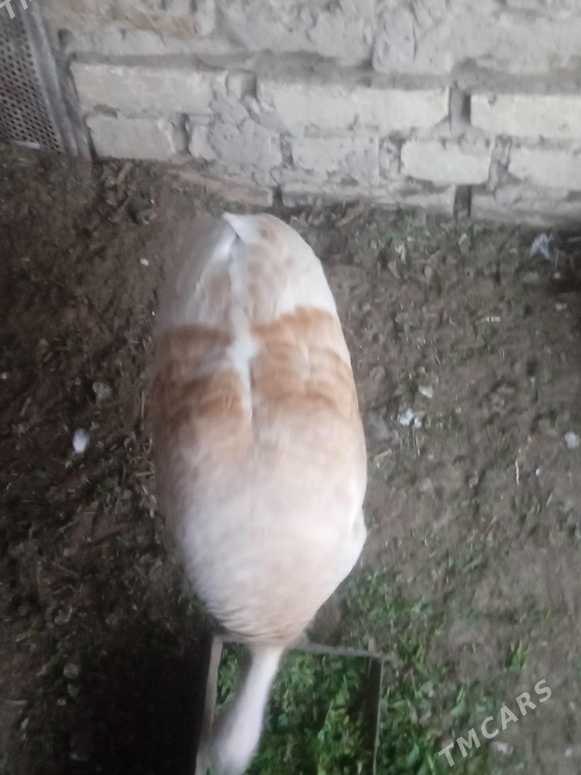 ınduk guzlap yorler - Мургап - img 1
